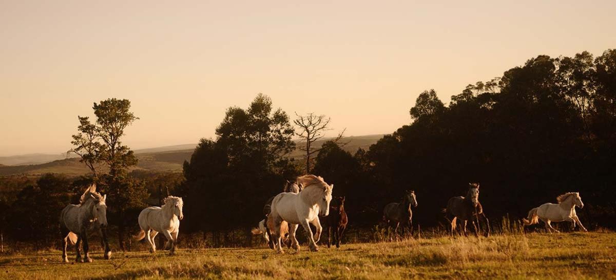 Outeniqua Moon Percheron Stud Farm