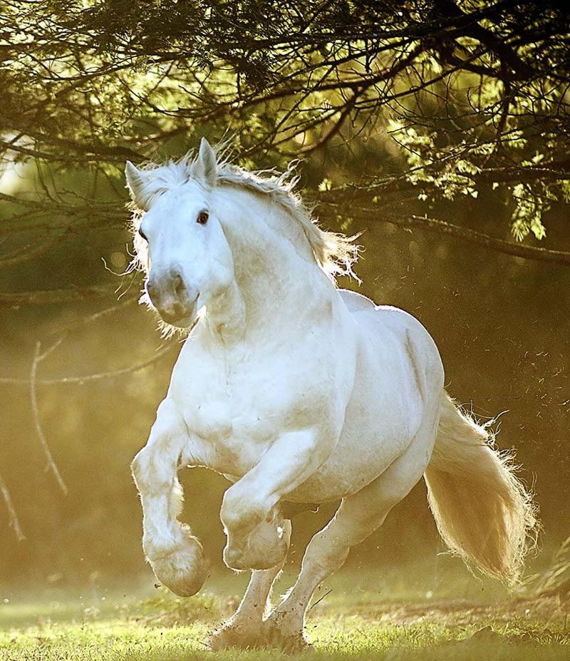 Outeniqua Moon Percheron Stud Farm