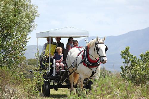 Outeniqua Moon Percheron Stud Farm