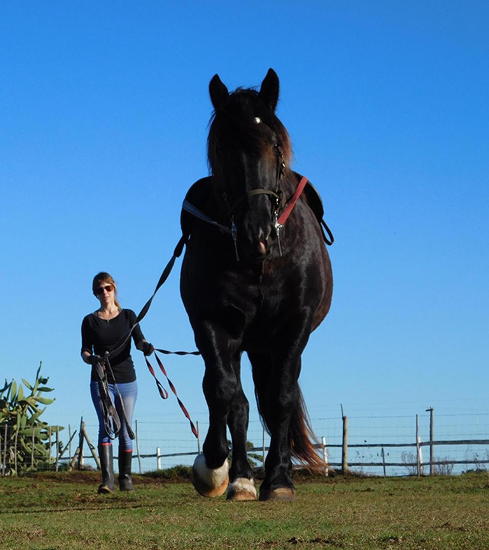 Outeniqua Moon Percheron Stud Farm