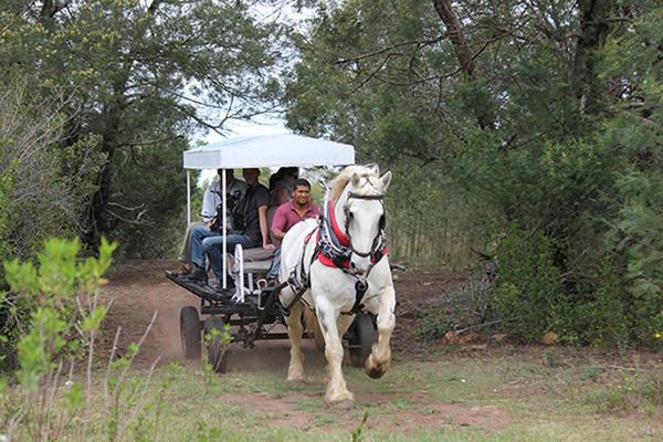 Outeniqua Moon Percheron Stud Farm