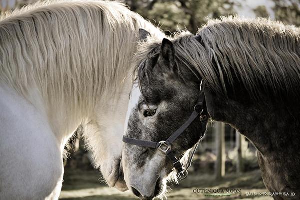Outeniqua Moon Percheron Stud Farm