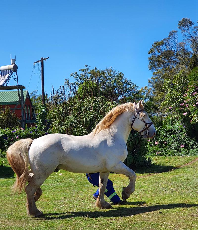 Outeniqua Moon Percheron Stud Farm