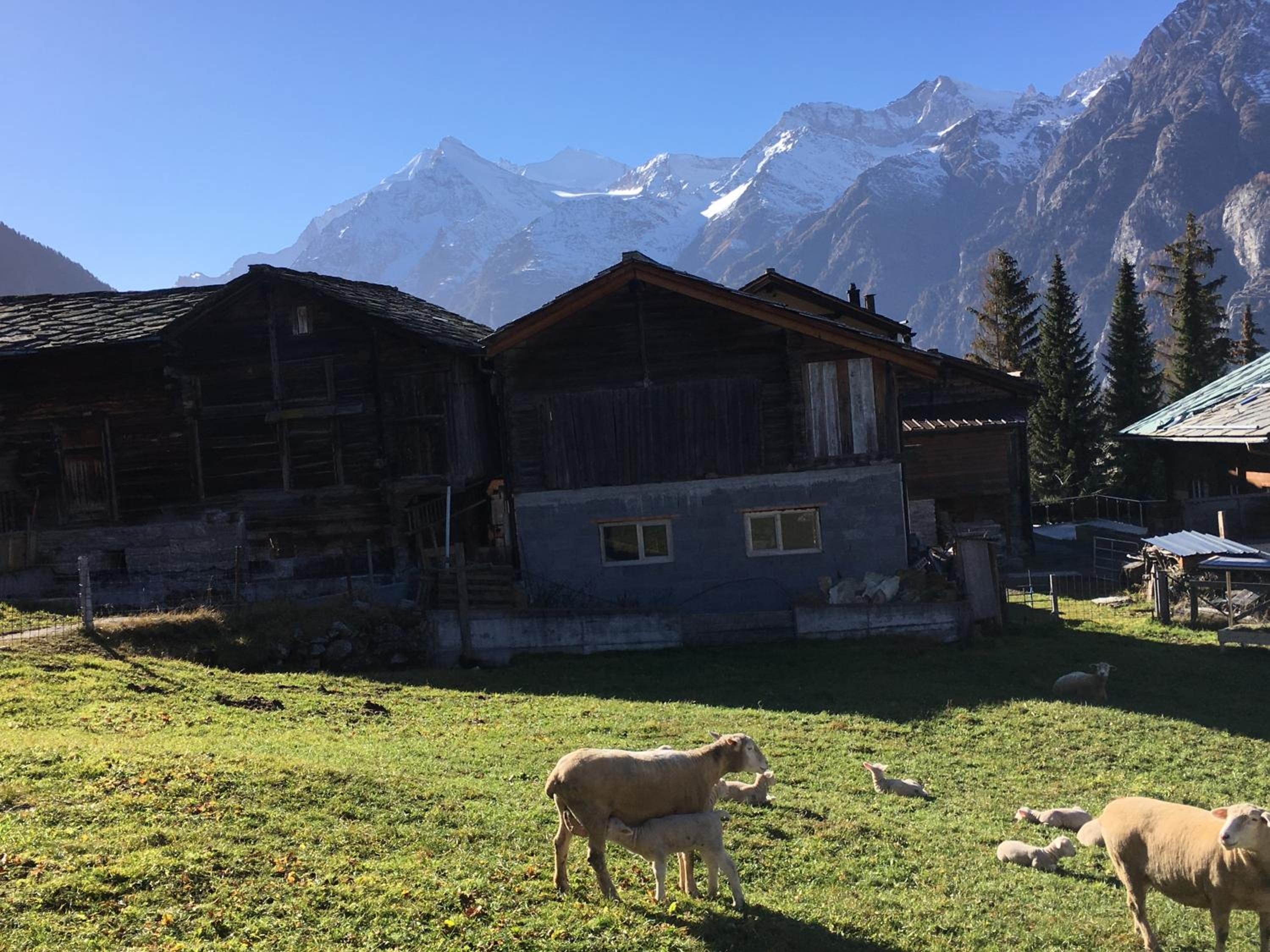 Chalet Safran