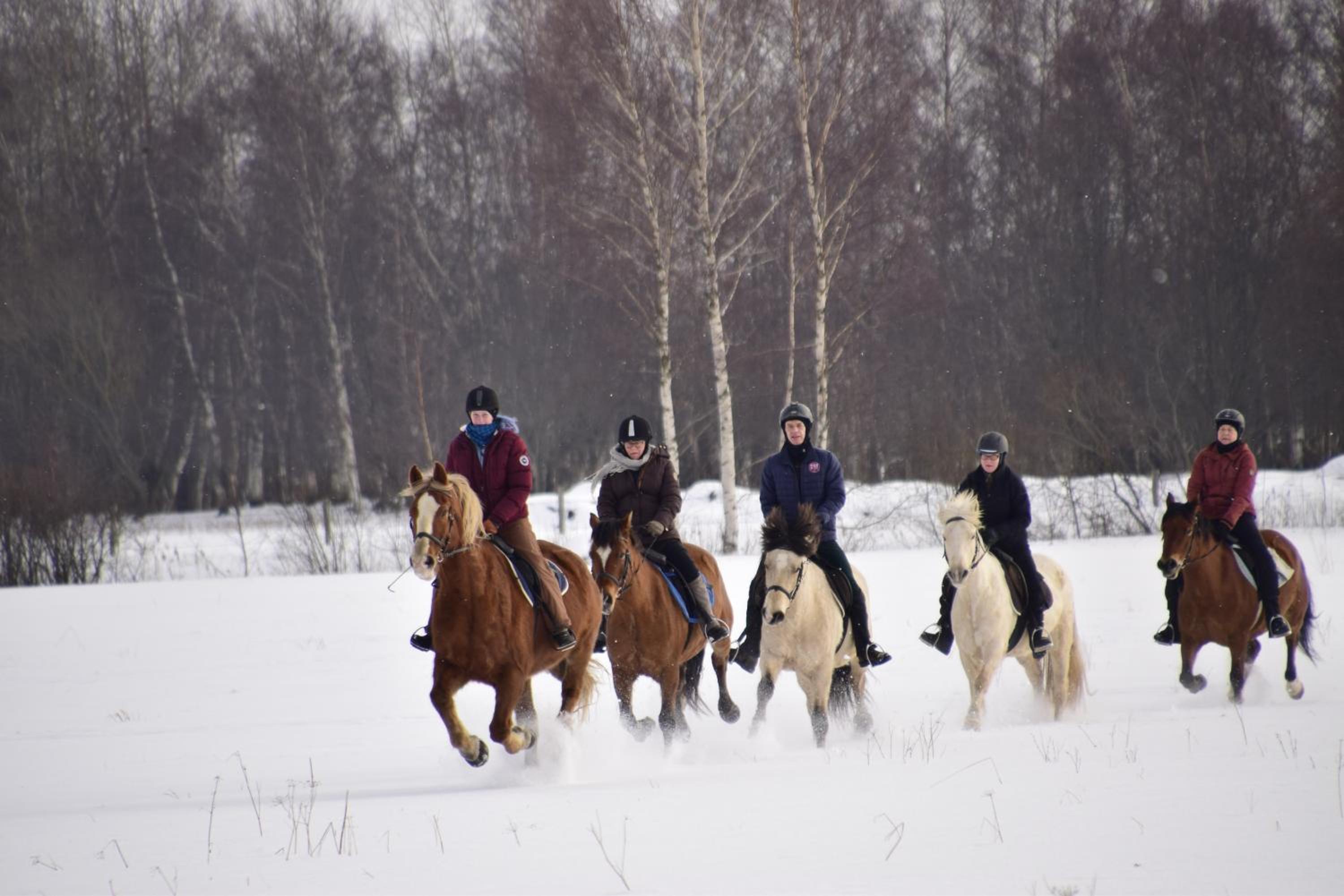 Tihuse Horsefarm B&B