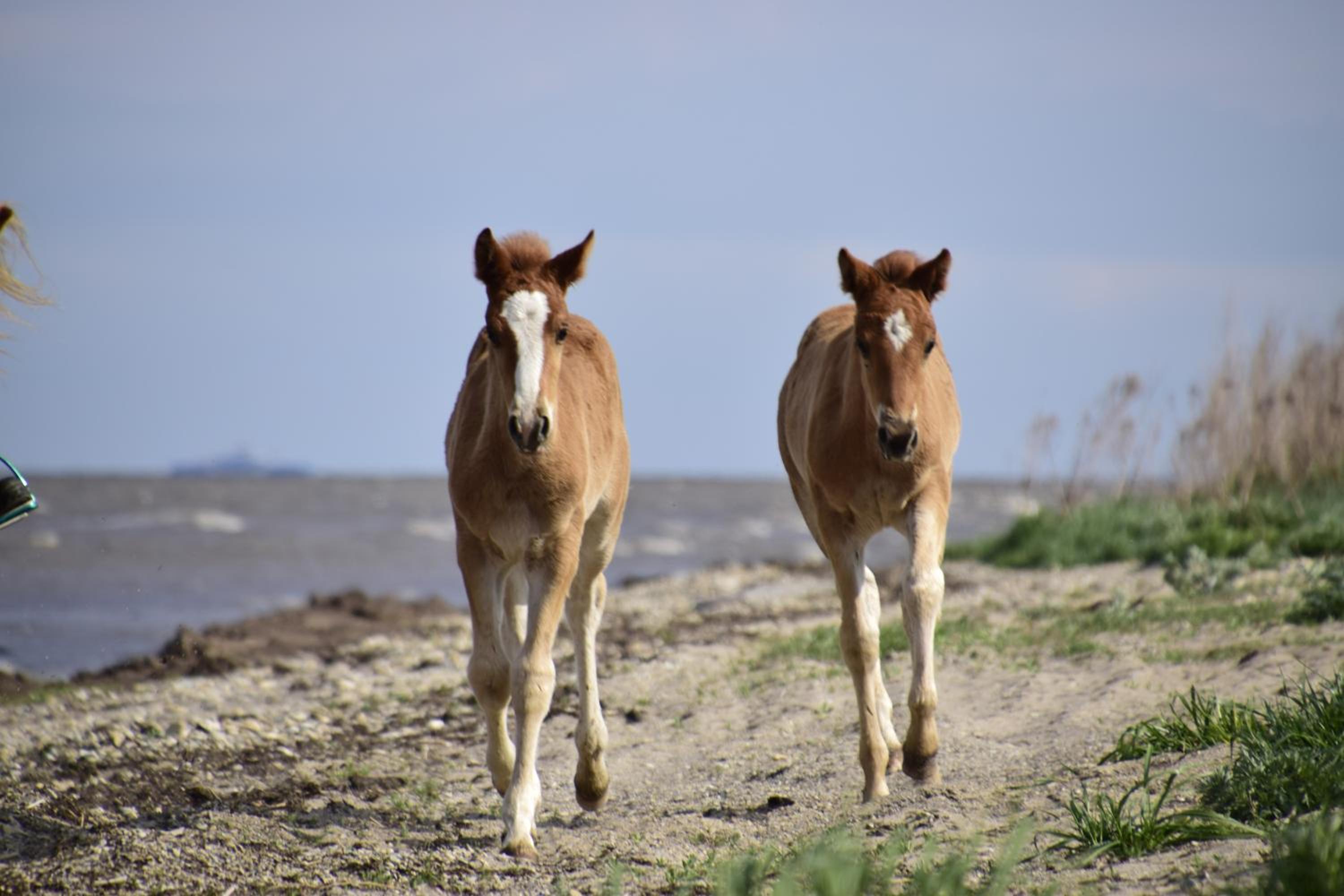 Tihuse Horsefarm B&B