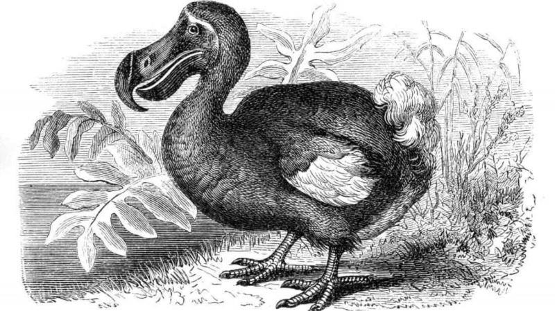 Dodo House Bed & Breakfast
