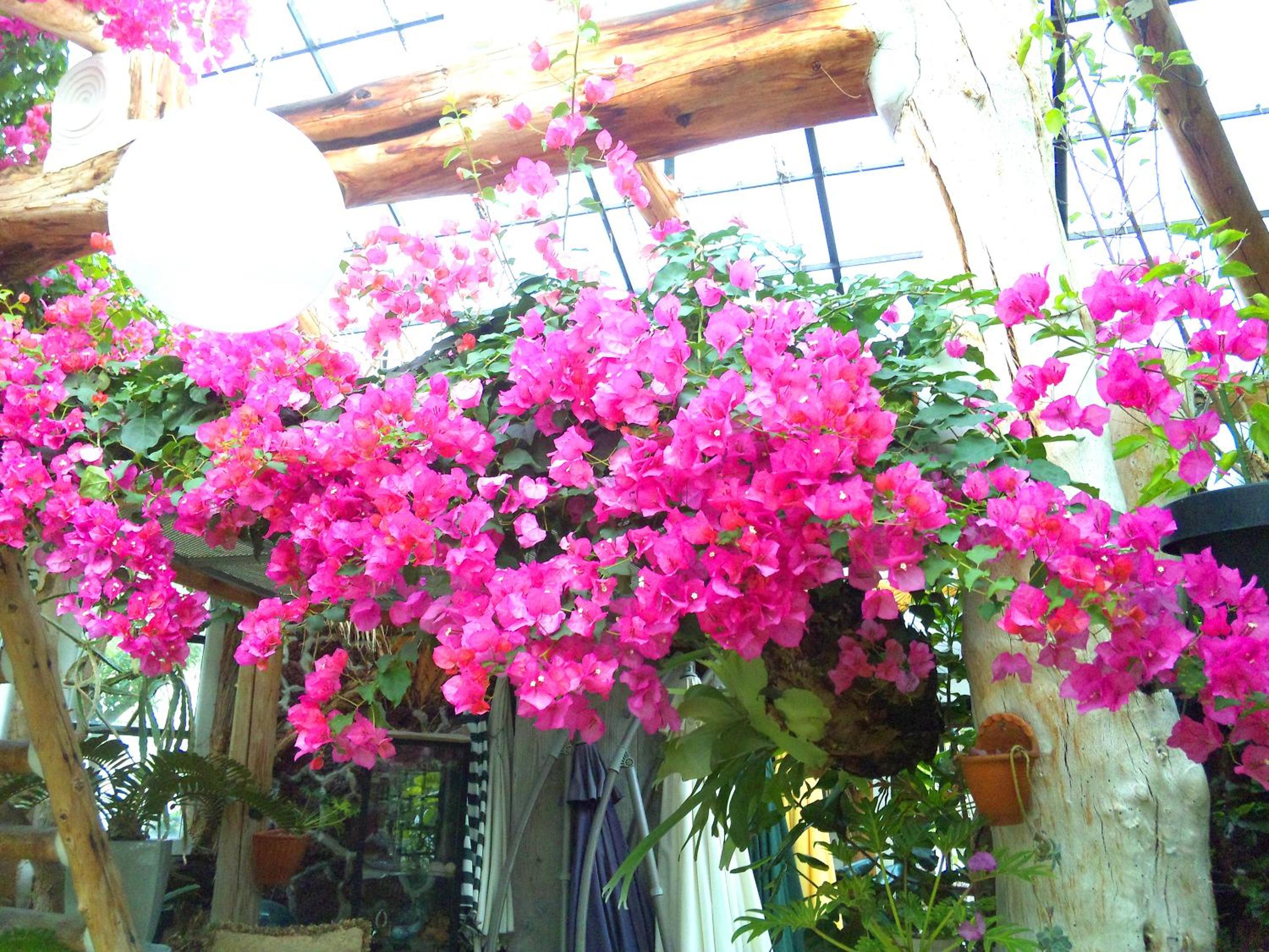 J-Garden