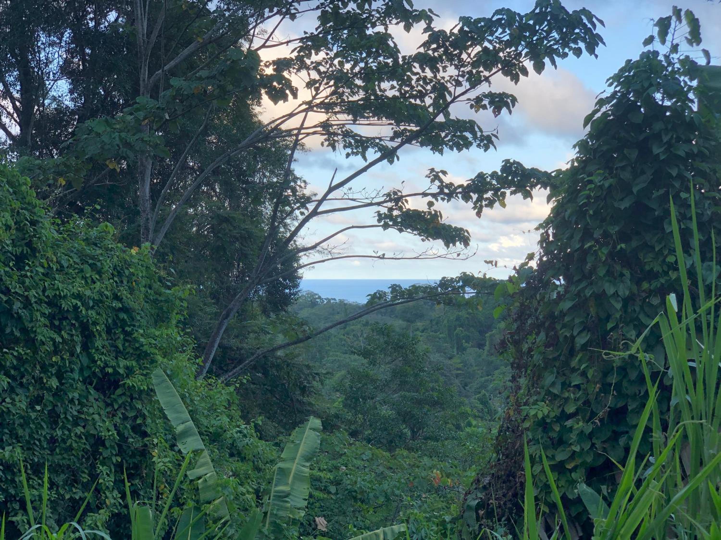 Papaya Wildlife Lodge