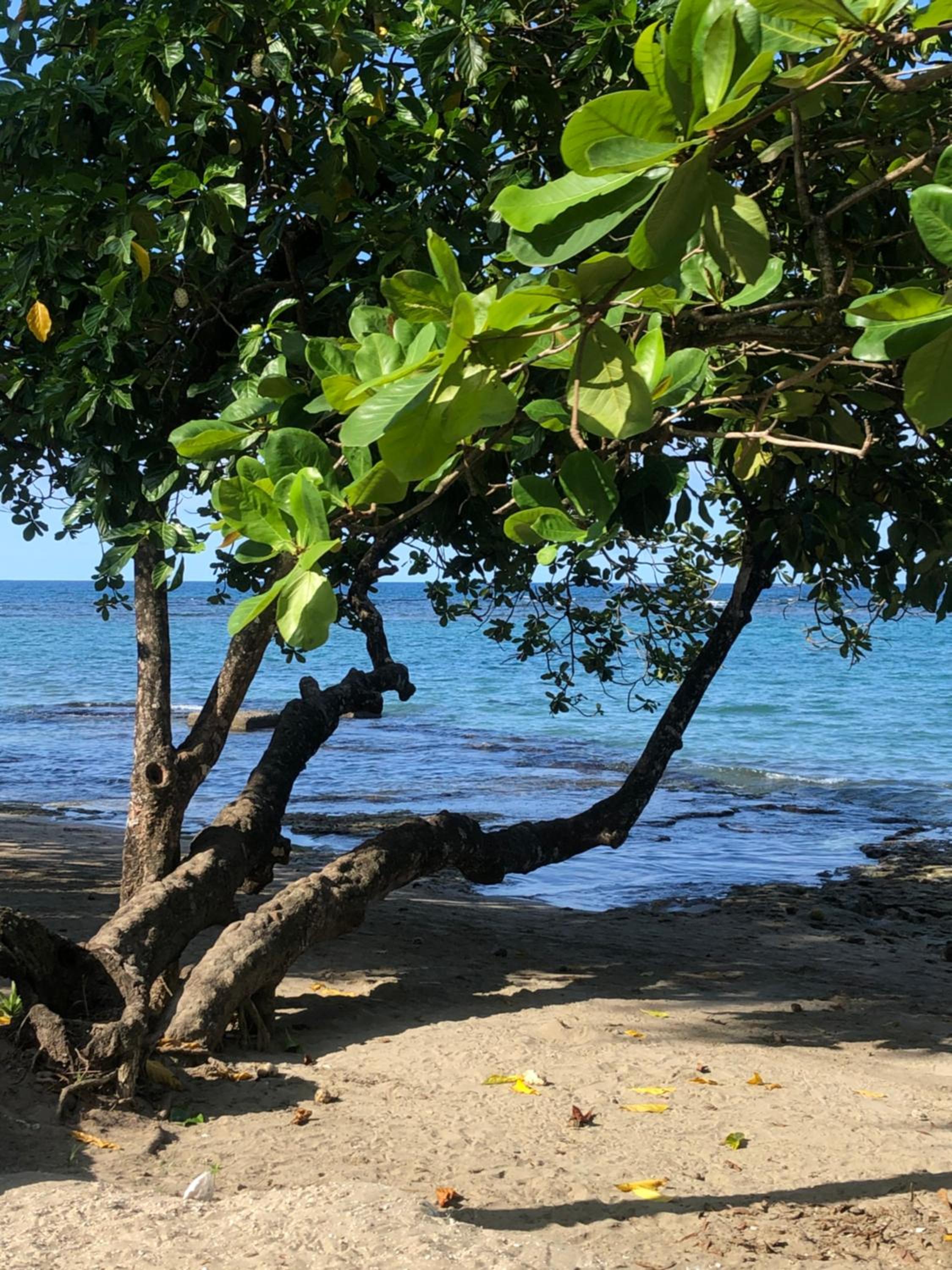Papaya Wildlife Lodge