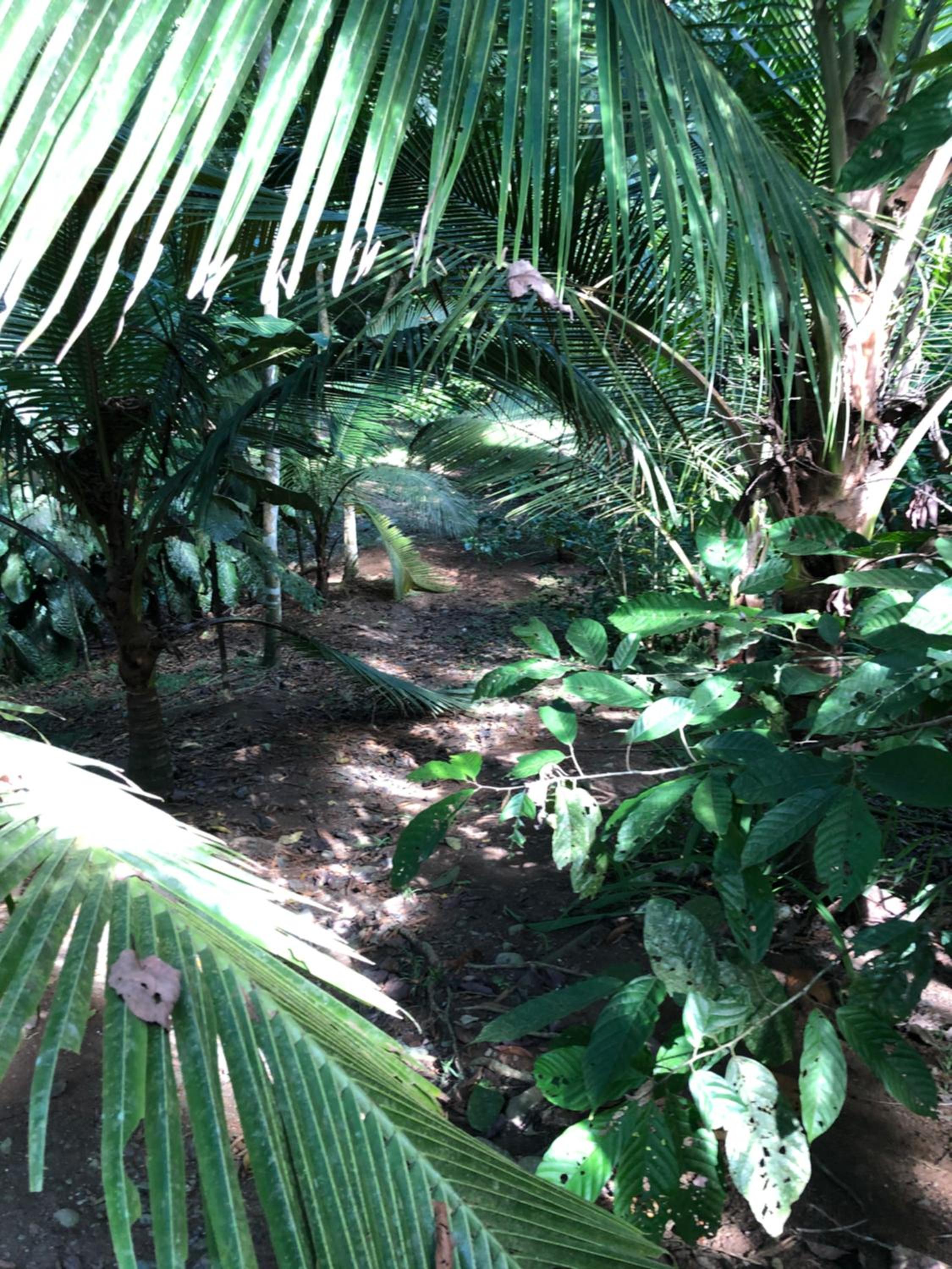 Papaya Wildlife Lodge