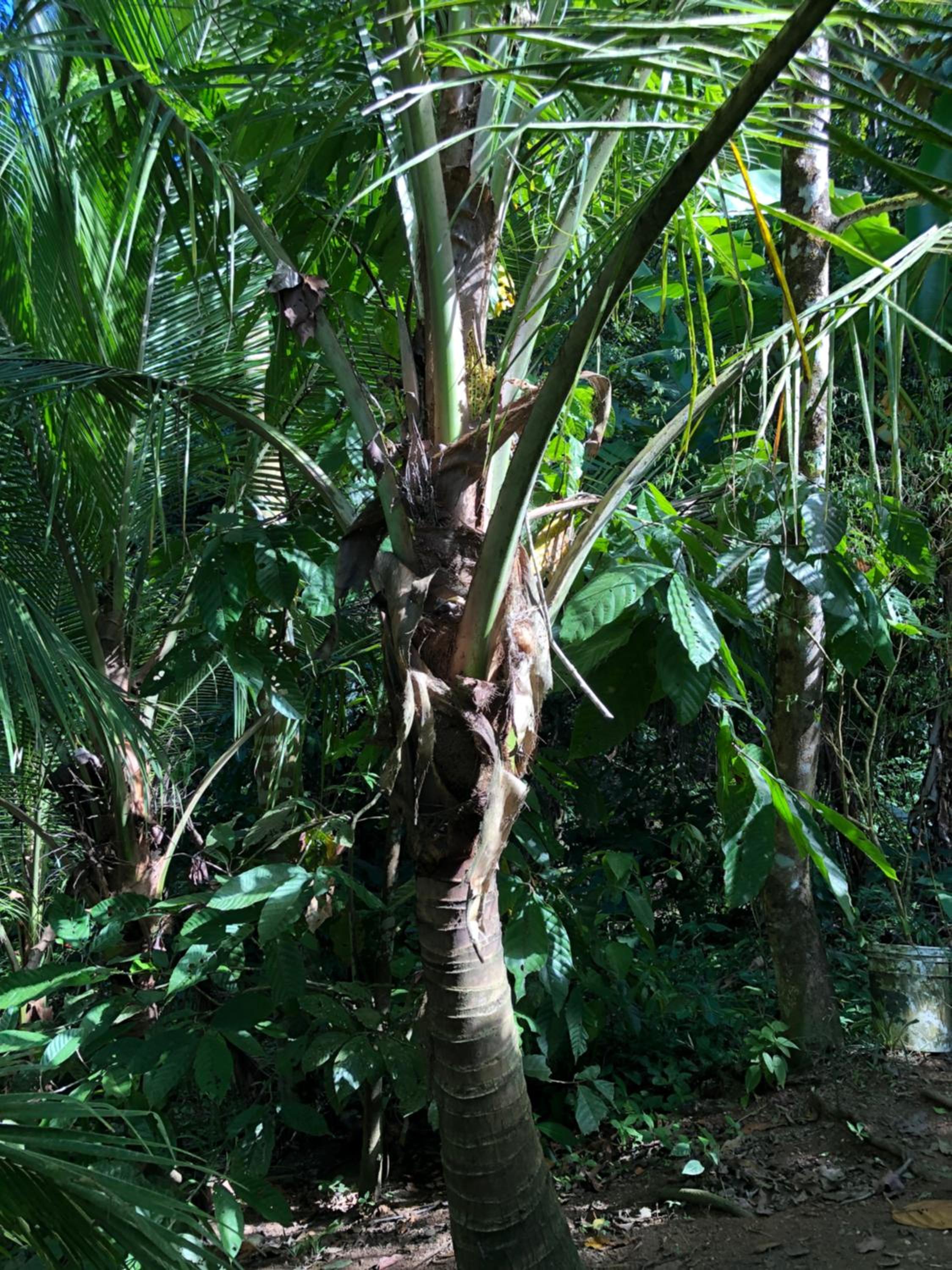Papaya Wildlife Lodge