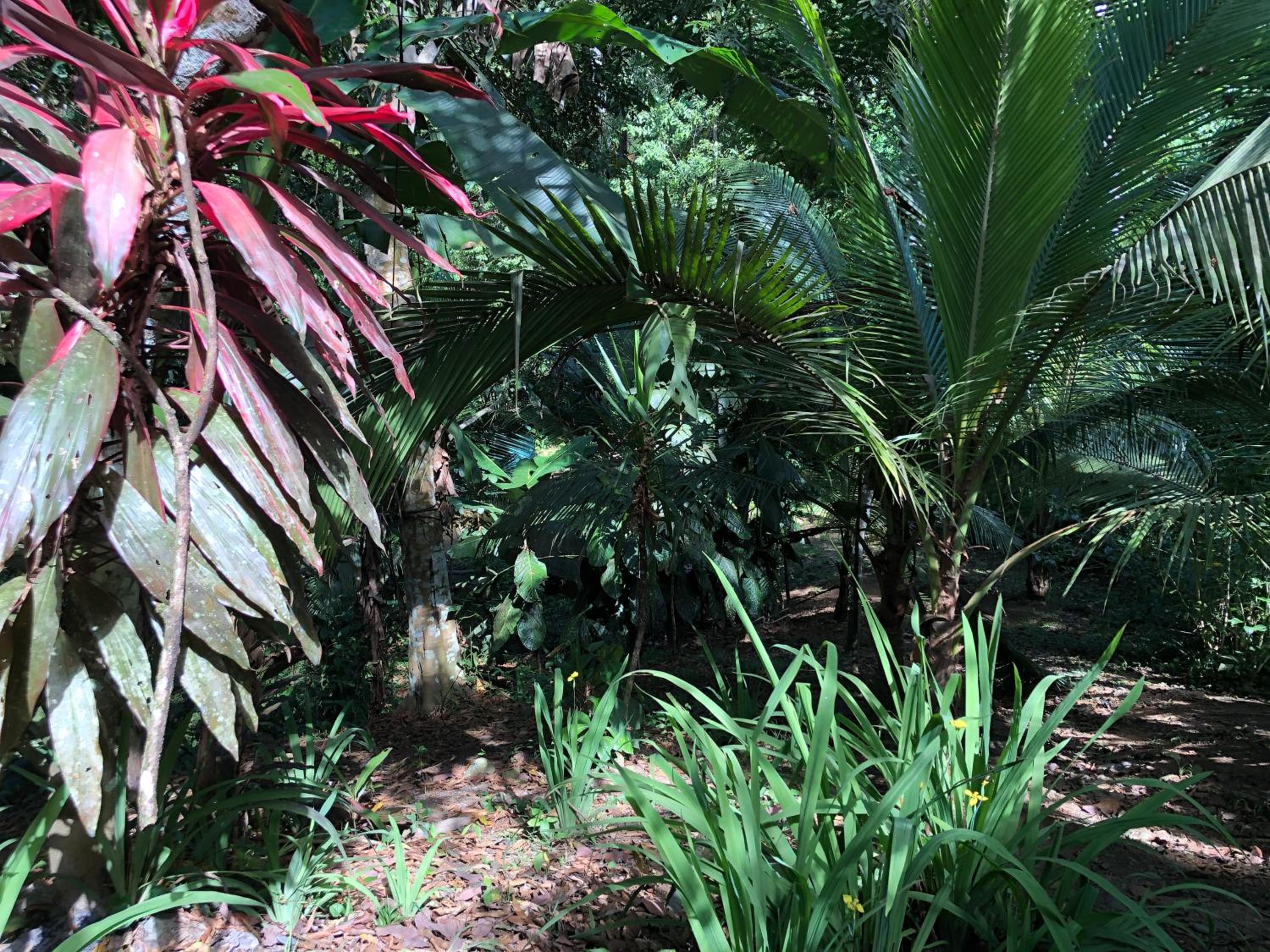 Papaya Wildlife Lodge