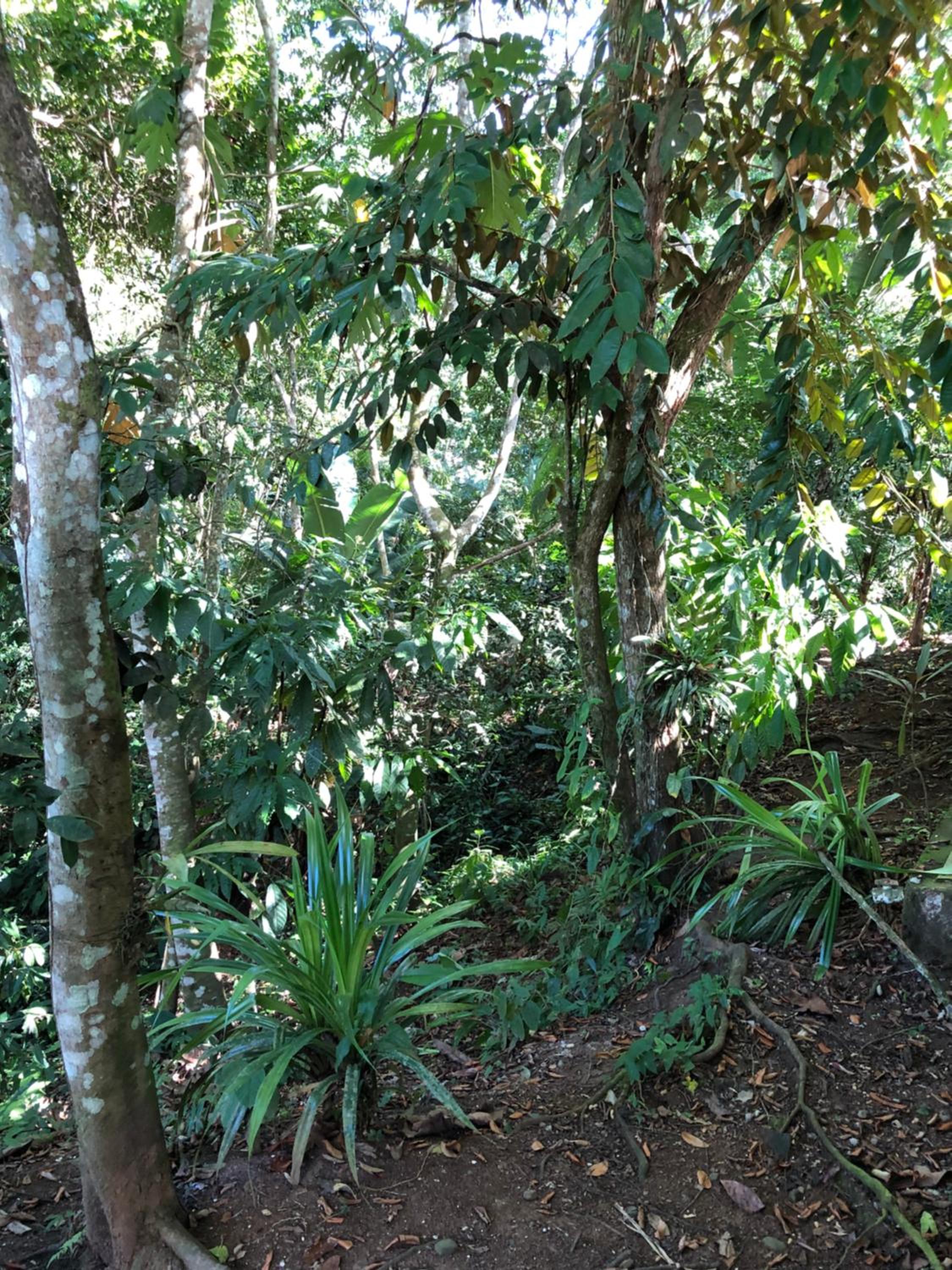 Papaya Wildlife Lodge