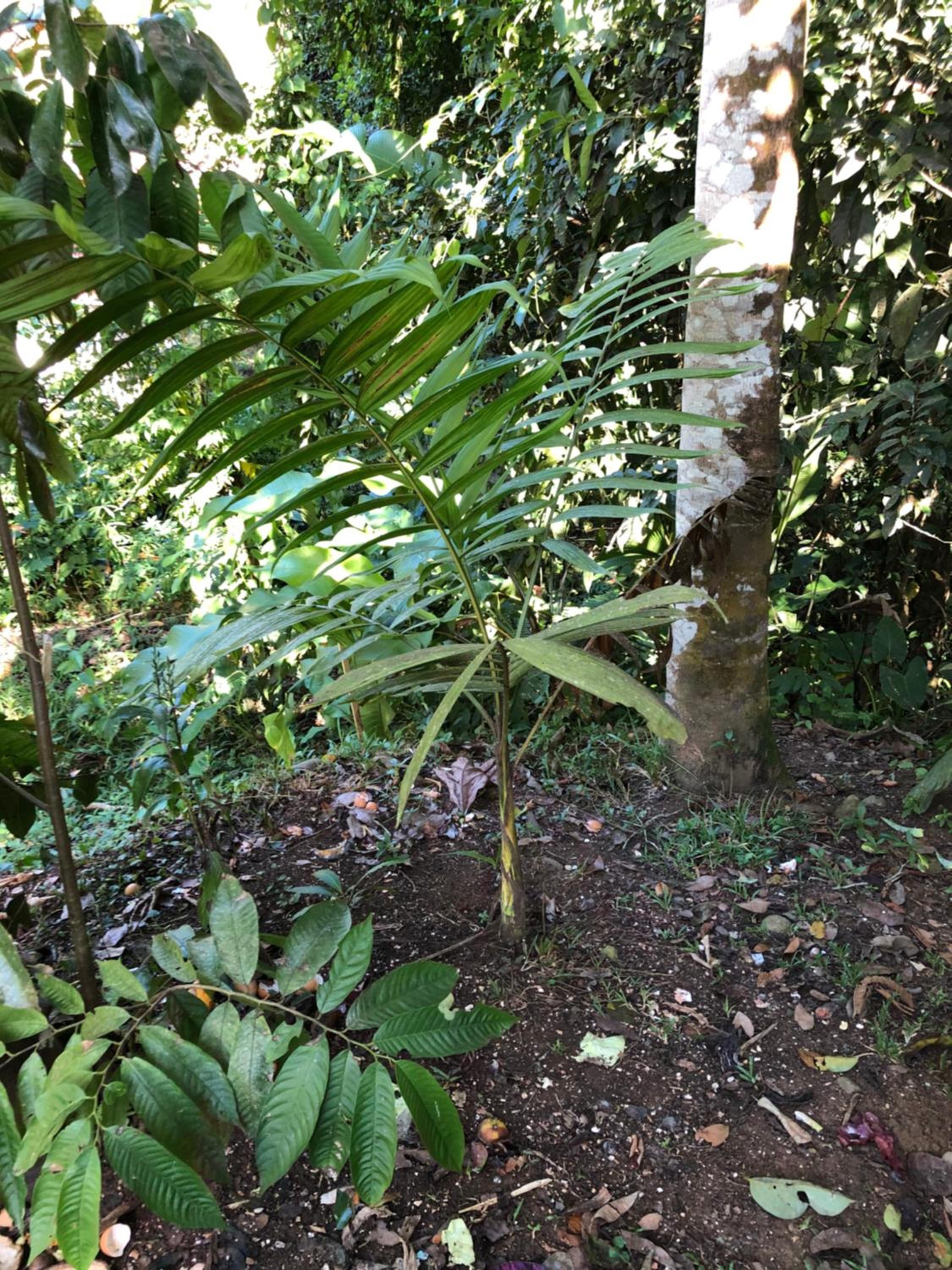 Papaya Wildlife Lodge