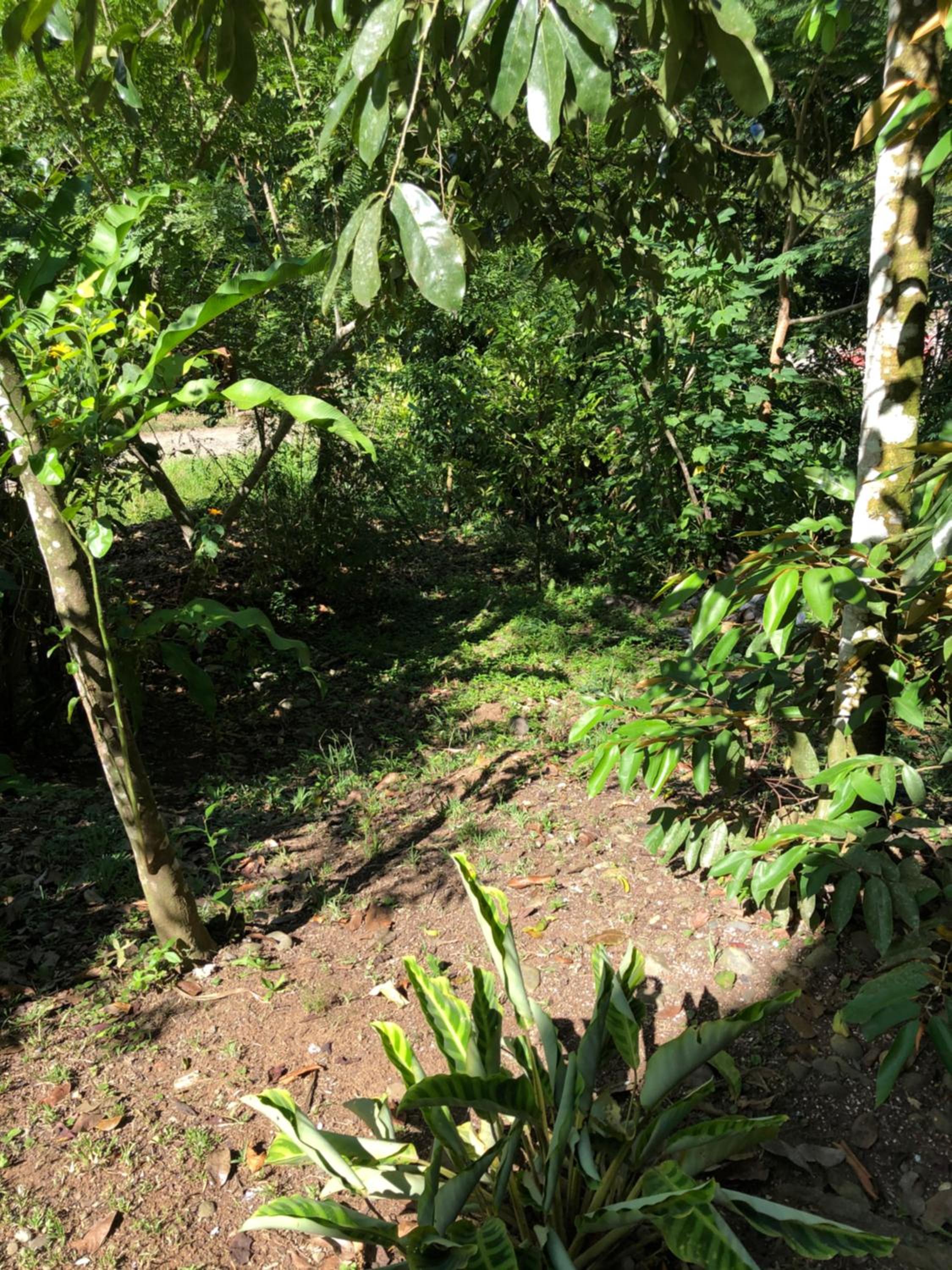 Papaya Wildlife Lodge