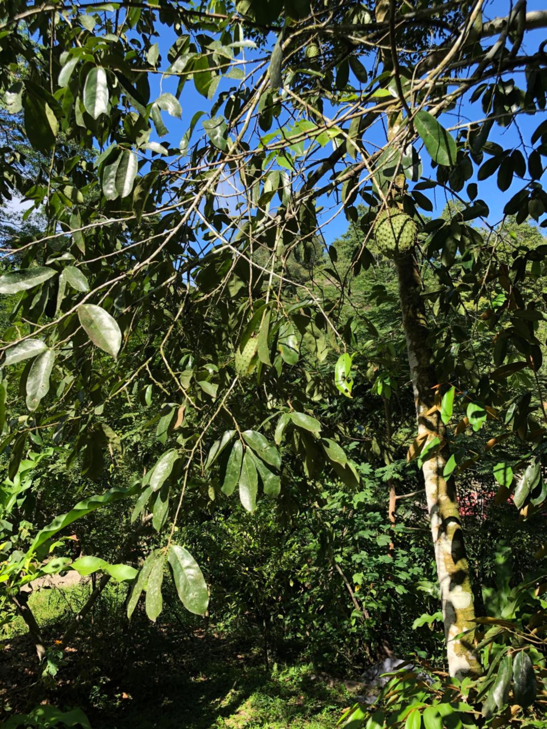 Papaya Wildlife Lodge