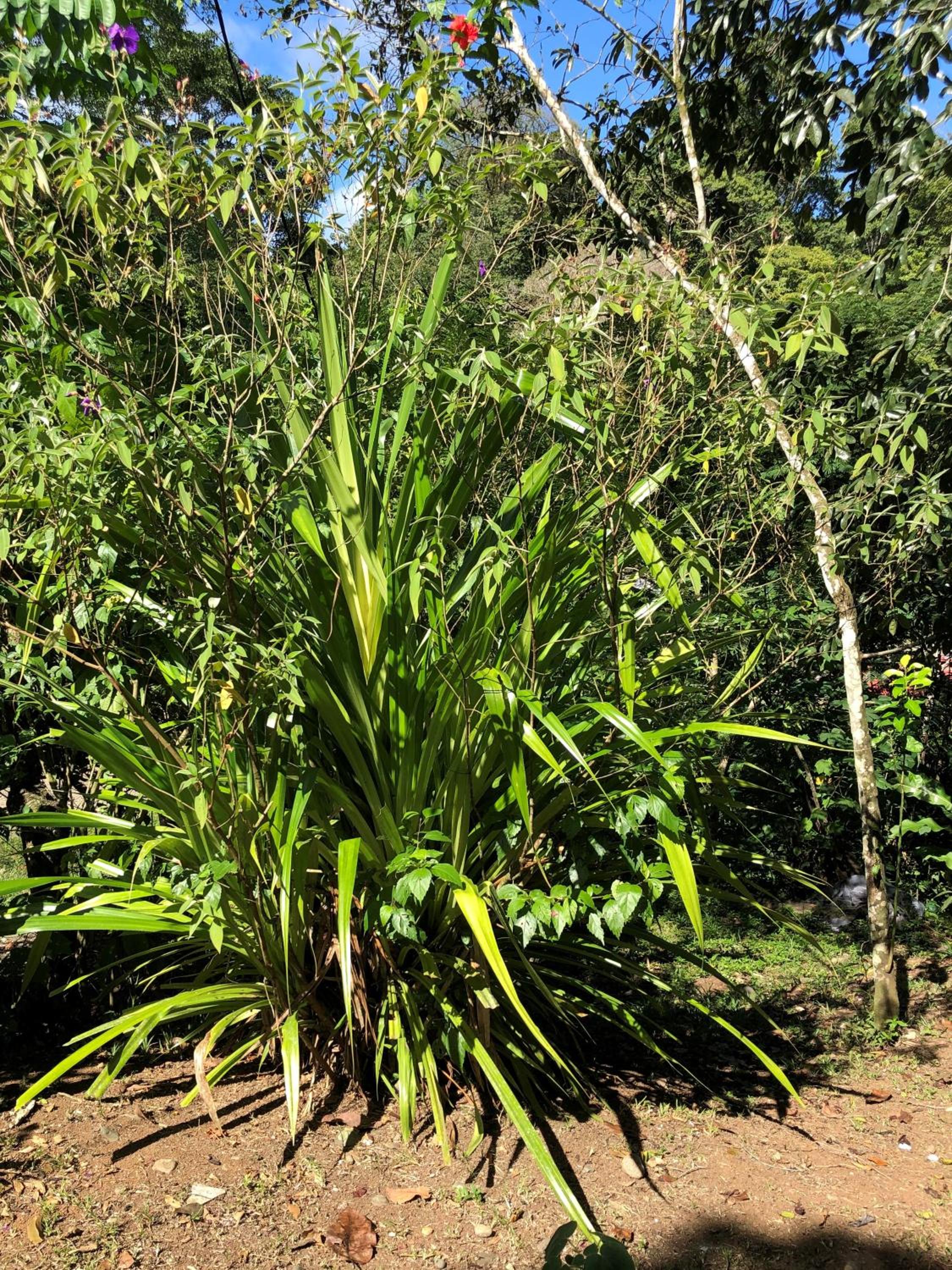 Papaya Wildlife Lodge