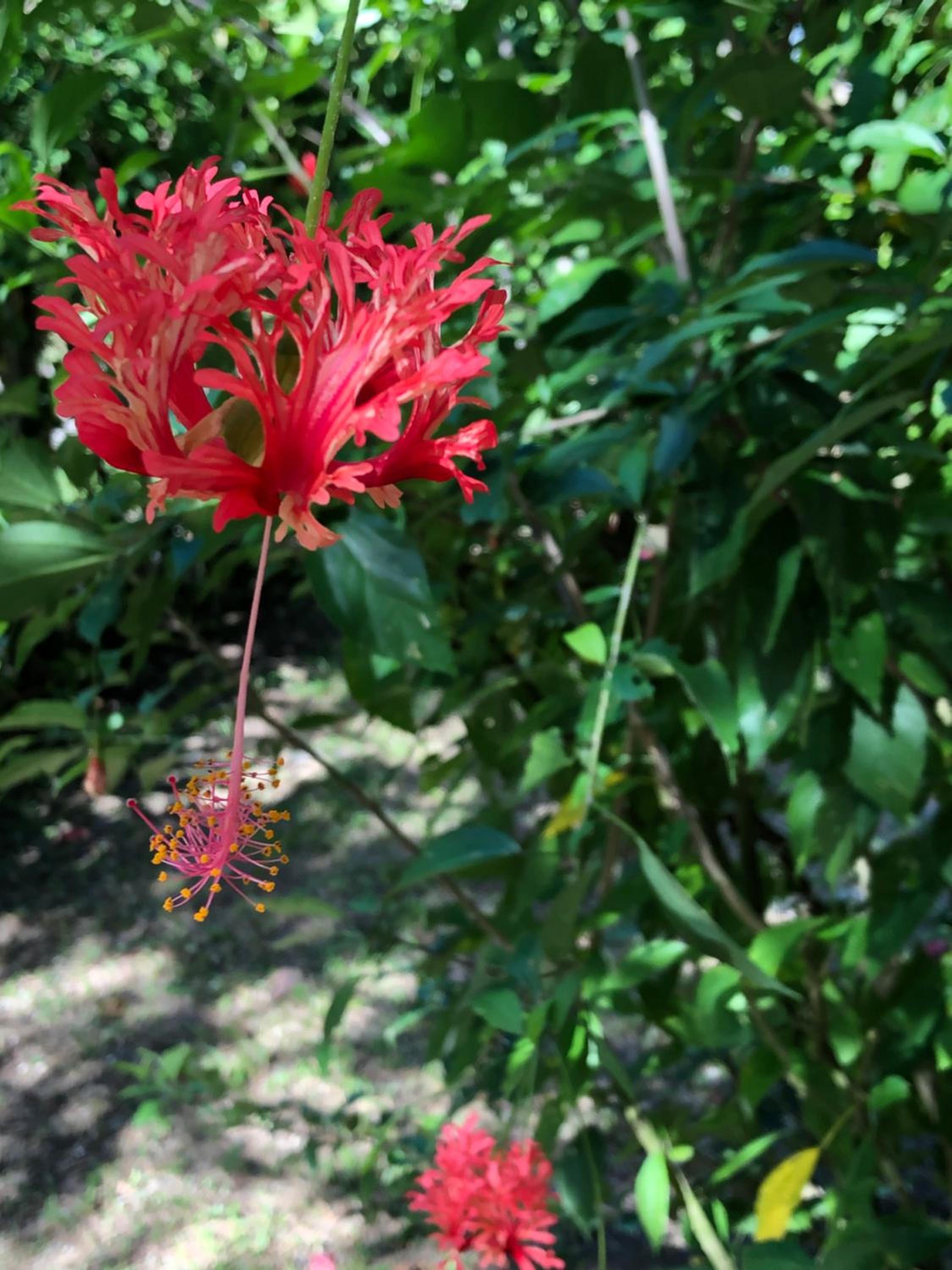 Papaya Wildlife Lodge