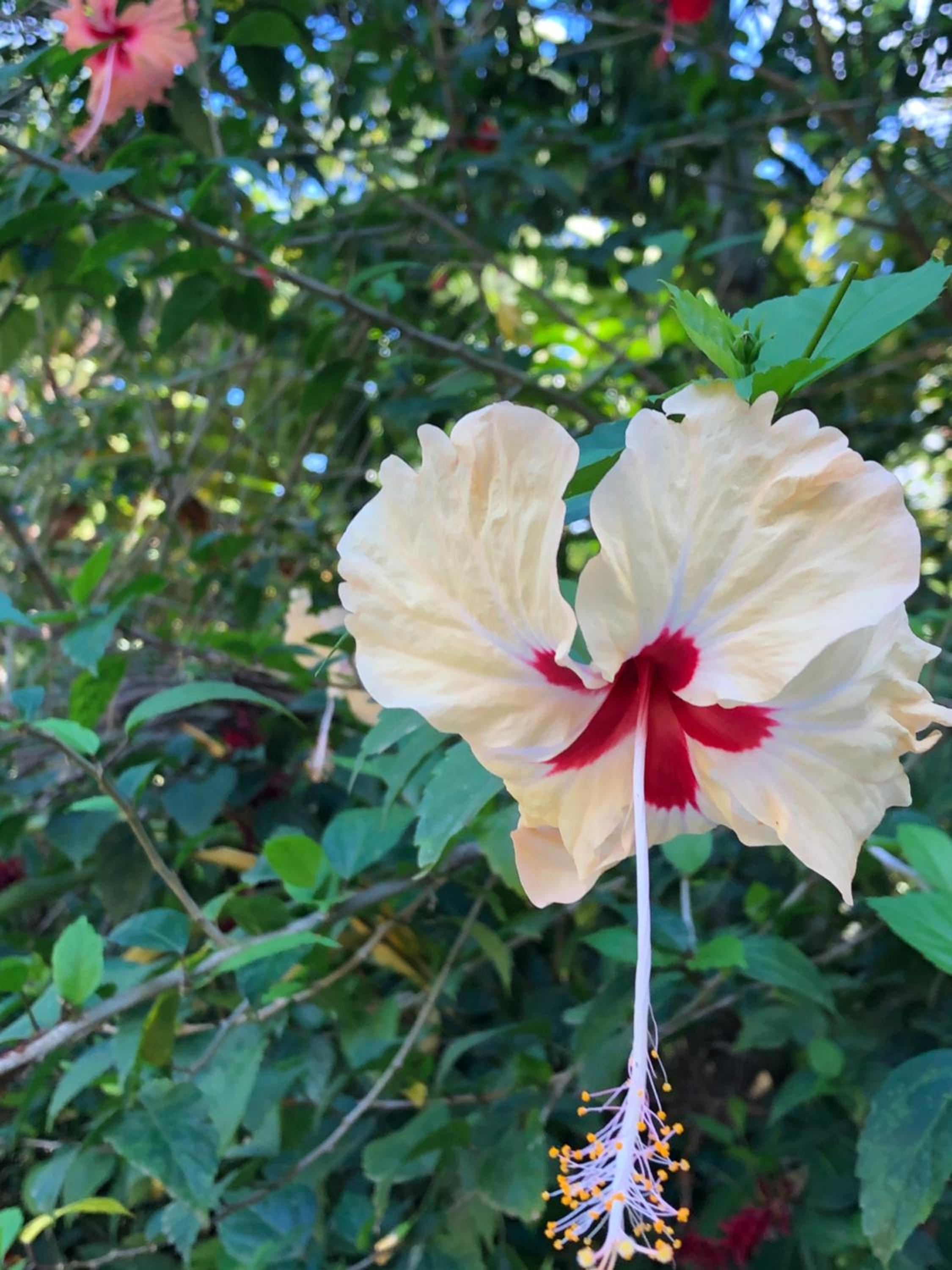 Papaya Wildlife Lodge