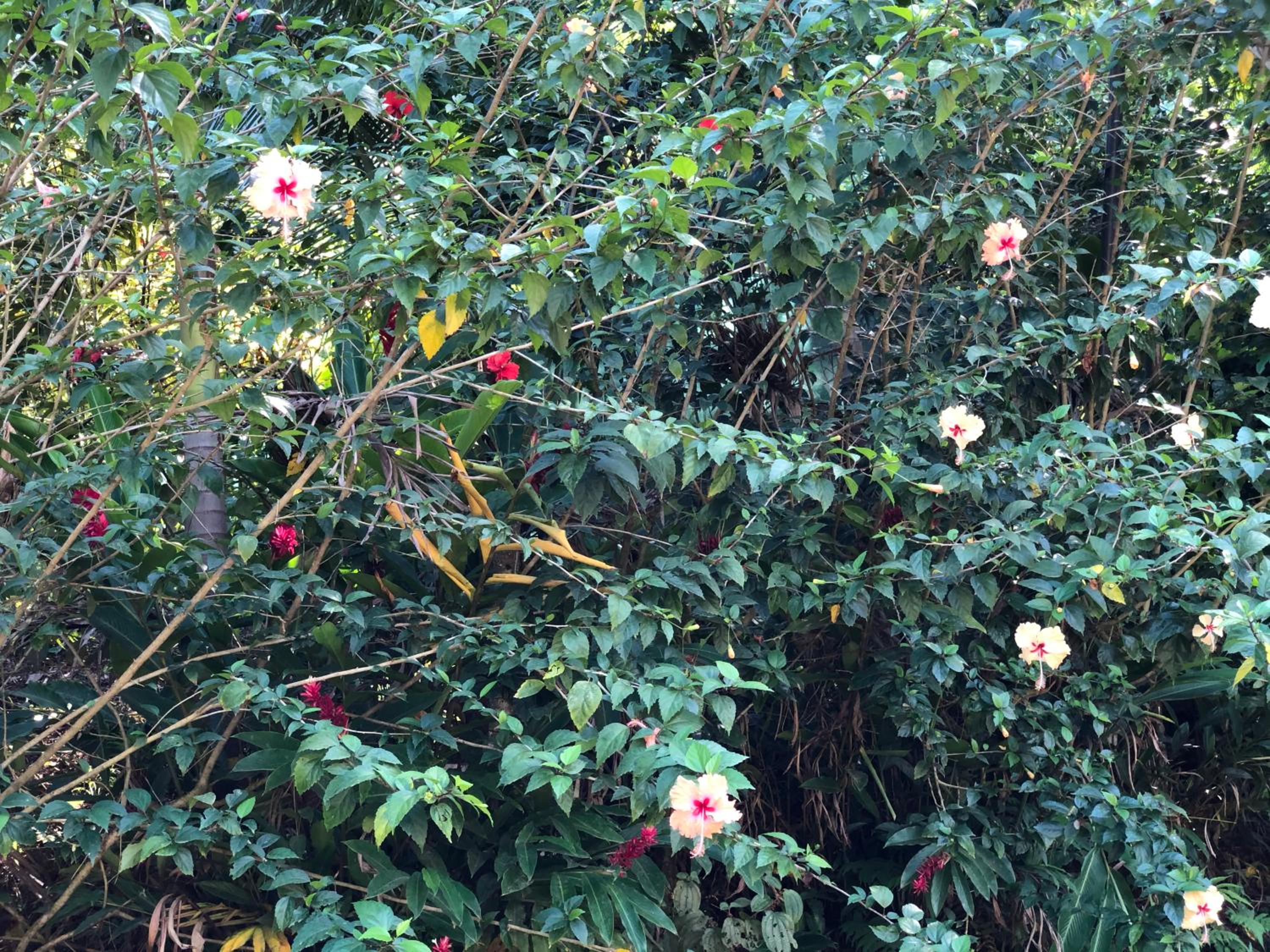 Papaya Wildlife Lodge