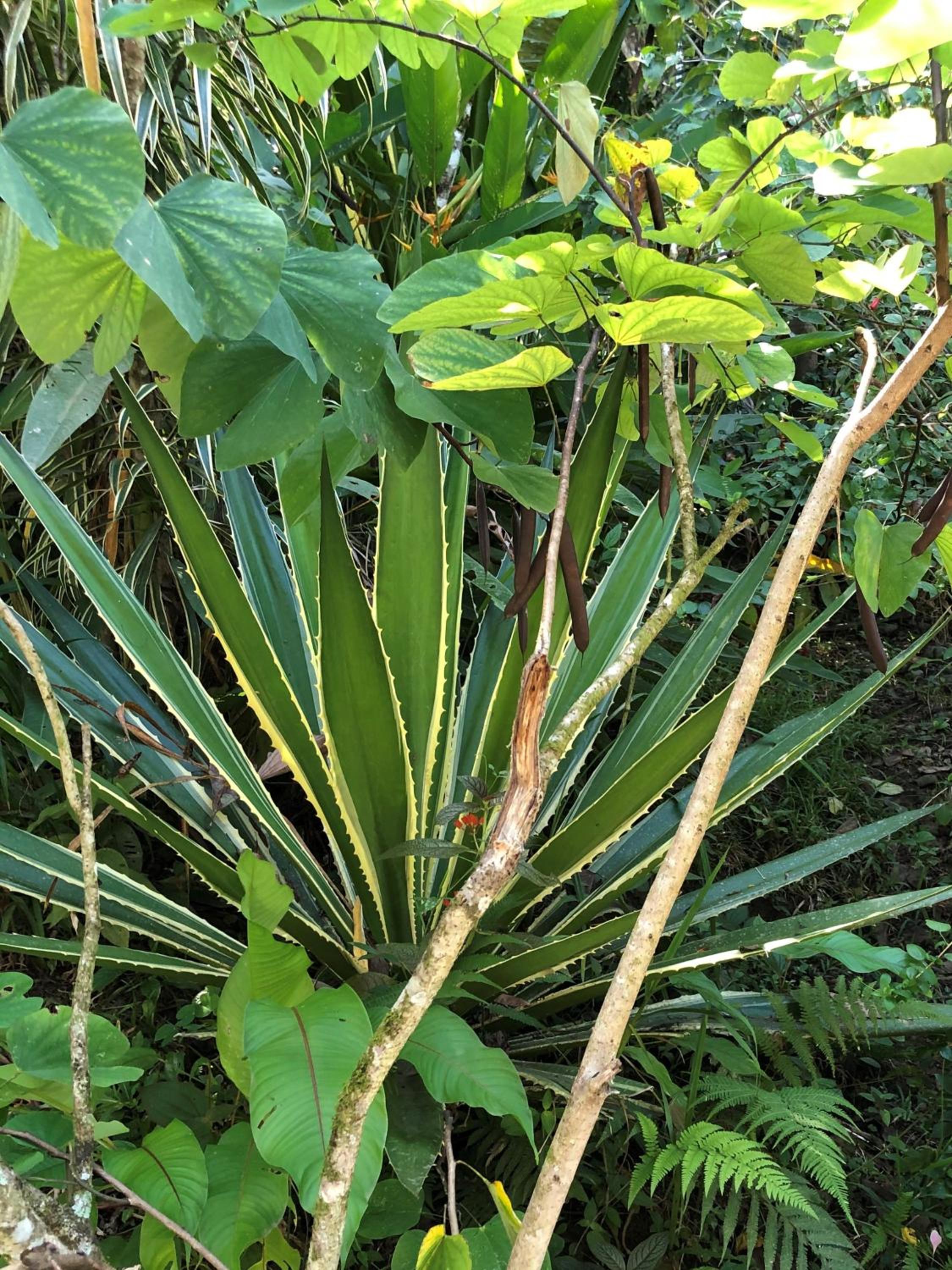 Papaya Wildlife Lodge