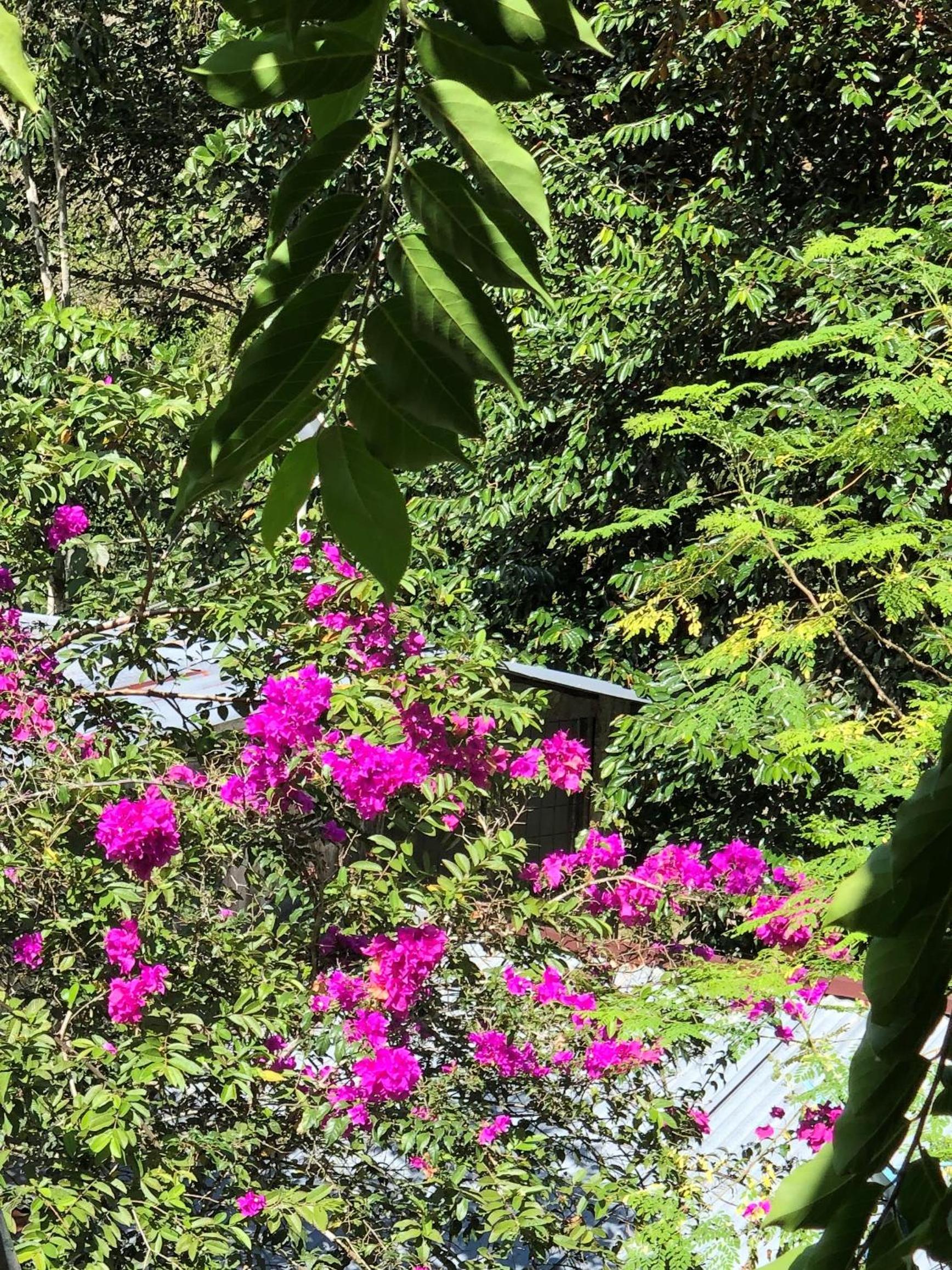 Papaya Wildlife Lodge