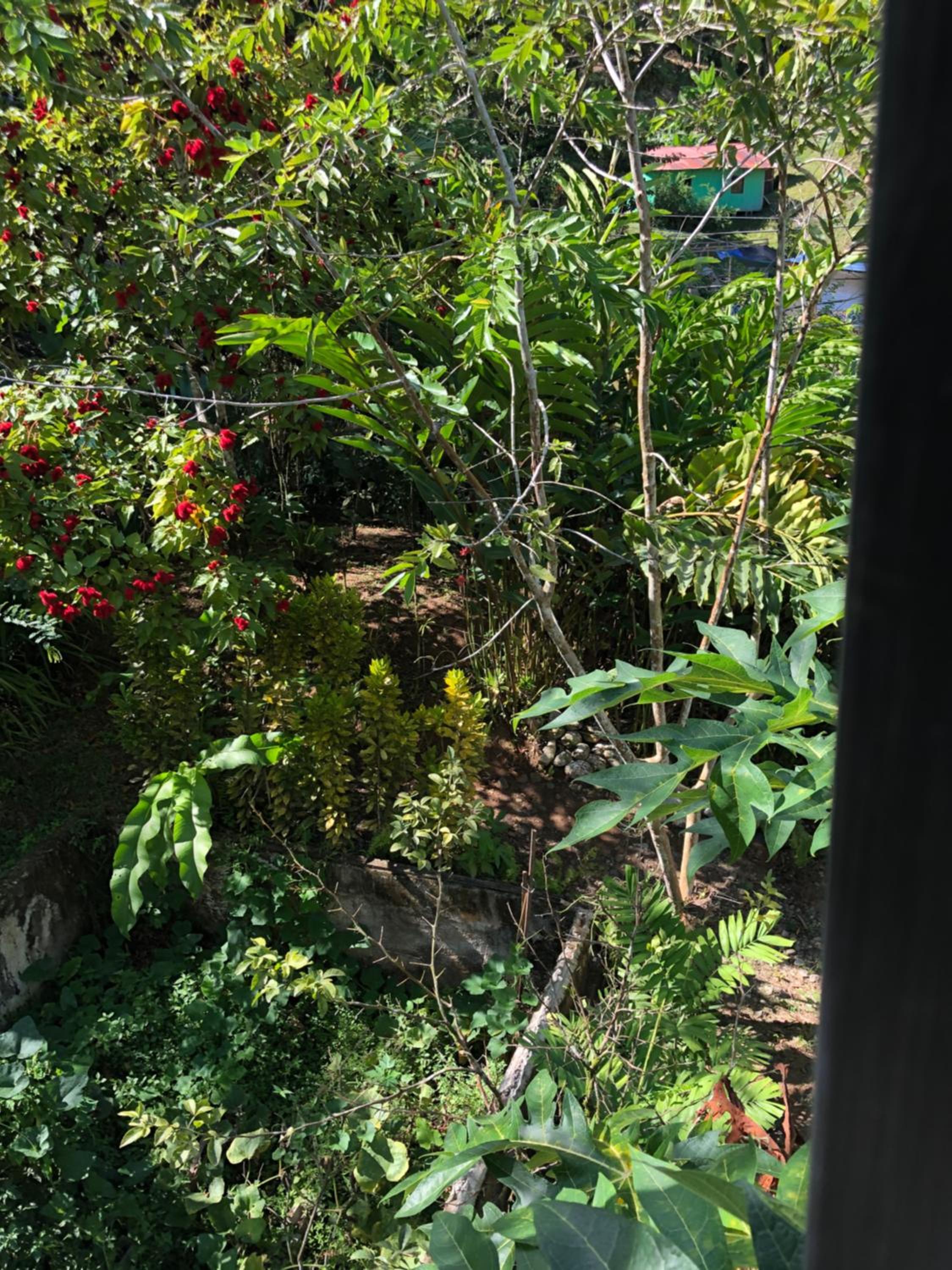 Papaya Wildlife Lodge