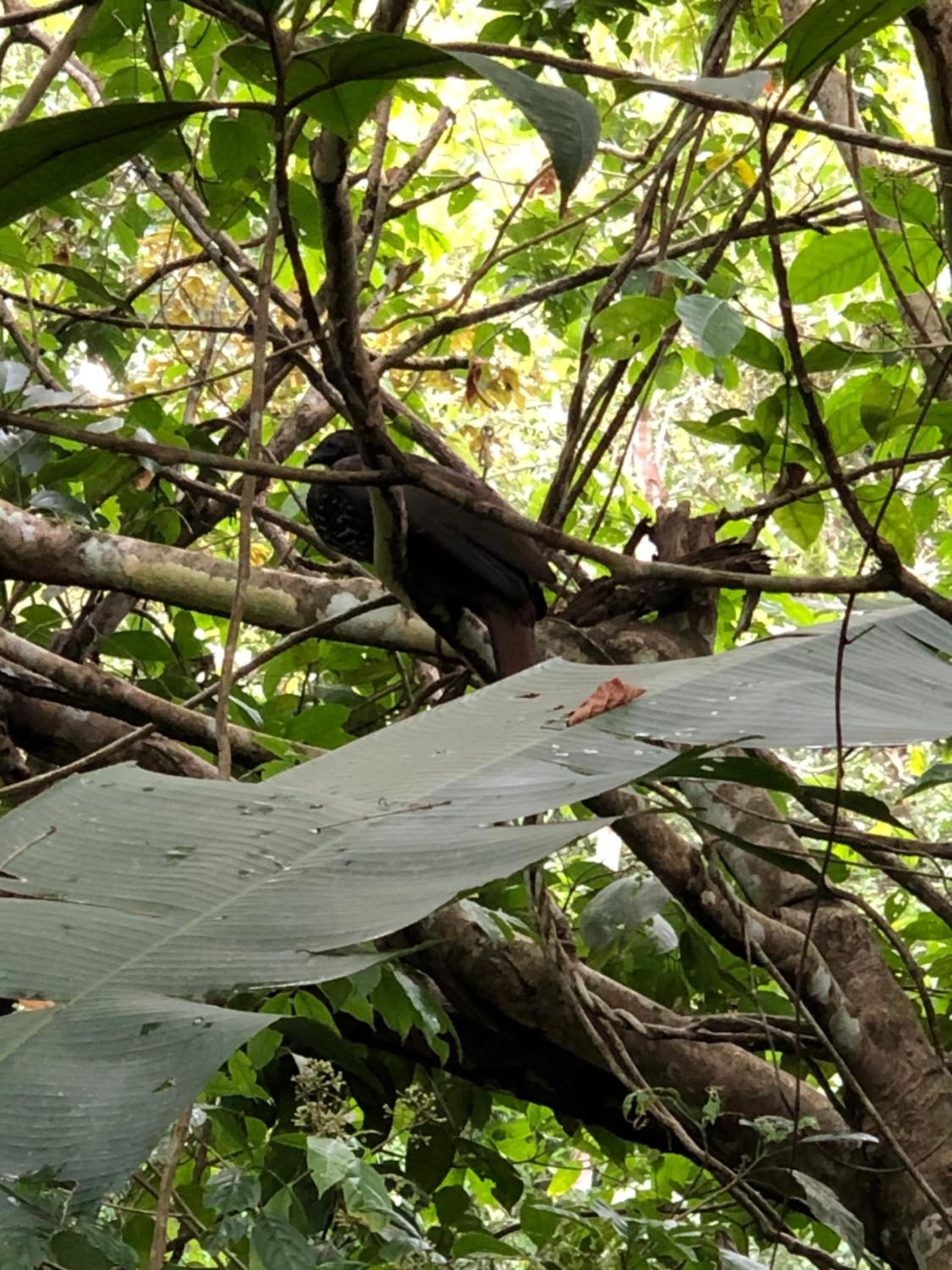 Papaya Wildlife Lodge