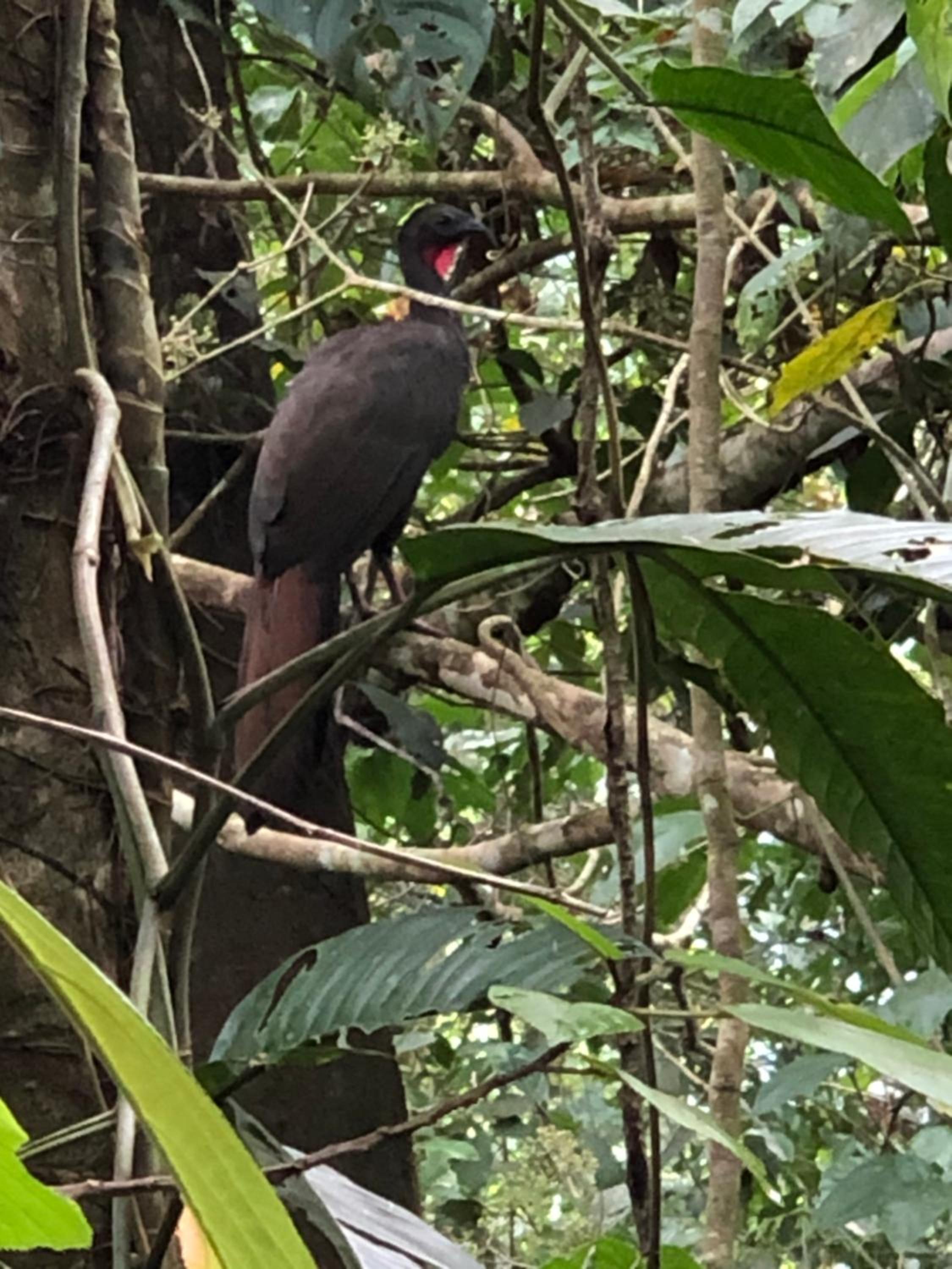 Papaya Wildlife Lodge
