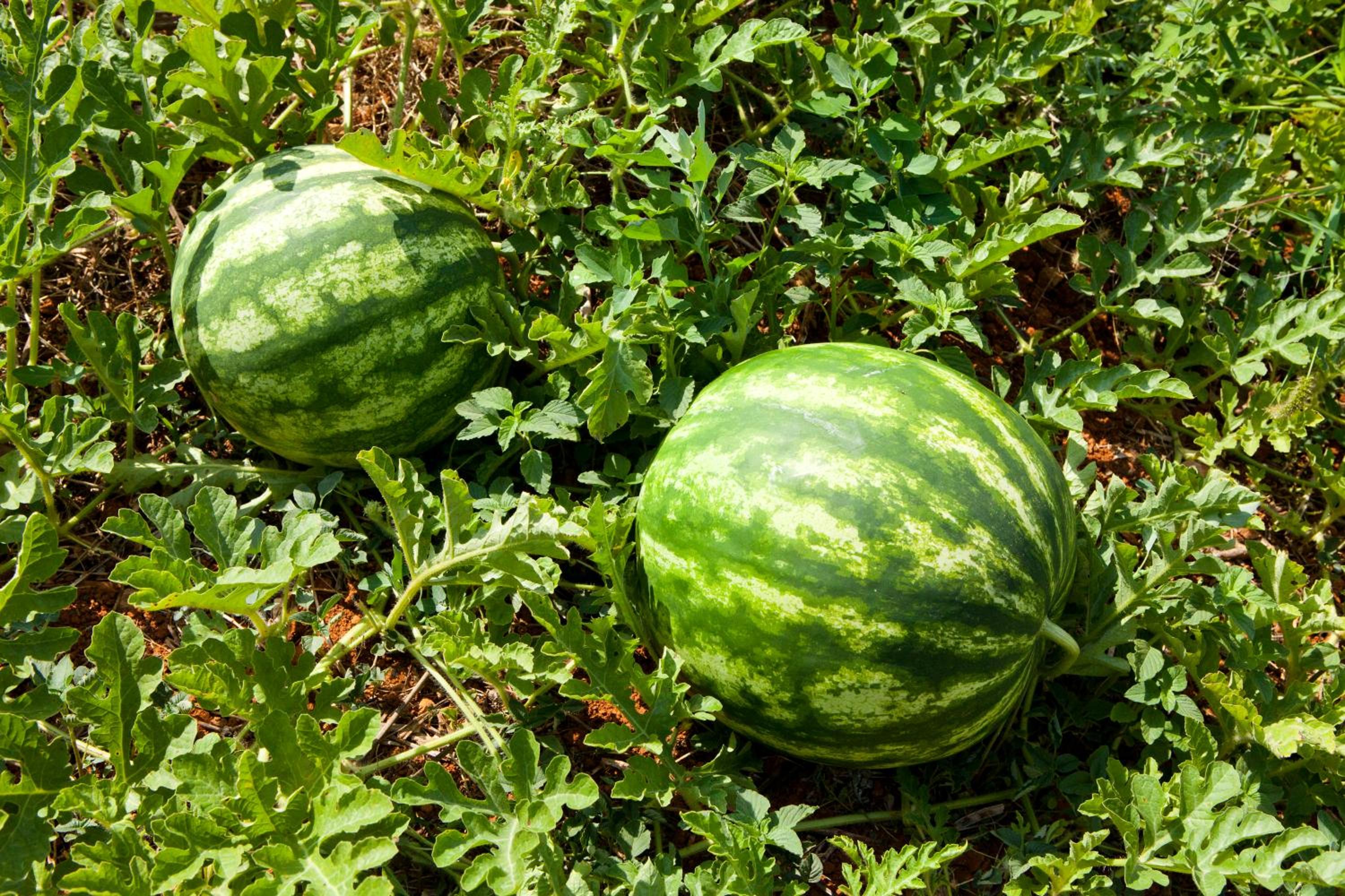 Agroturisme Can Planells photo 3