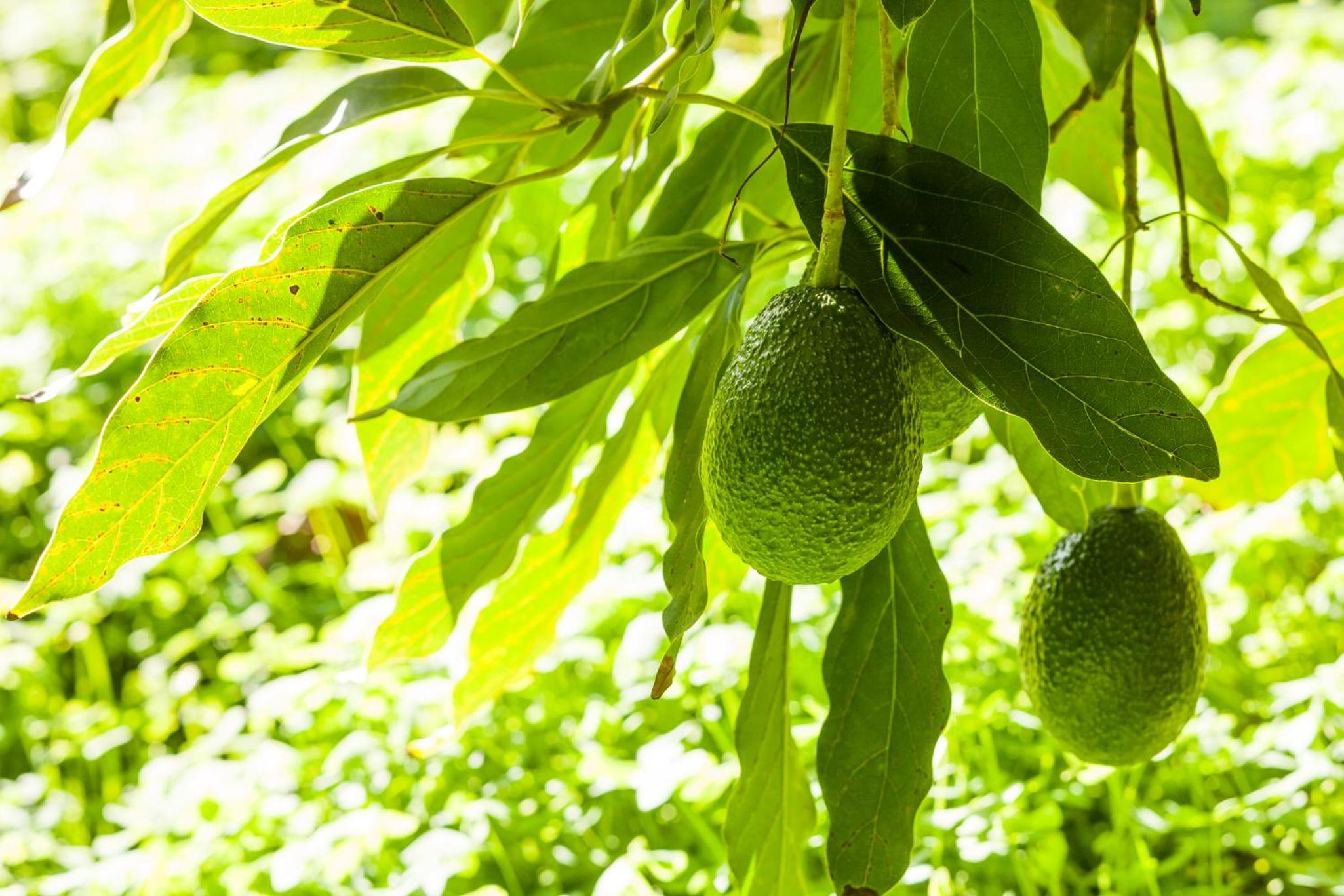 Agroturisme Can Planells photo 4