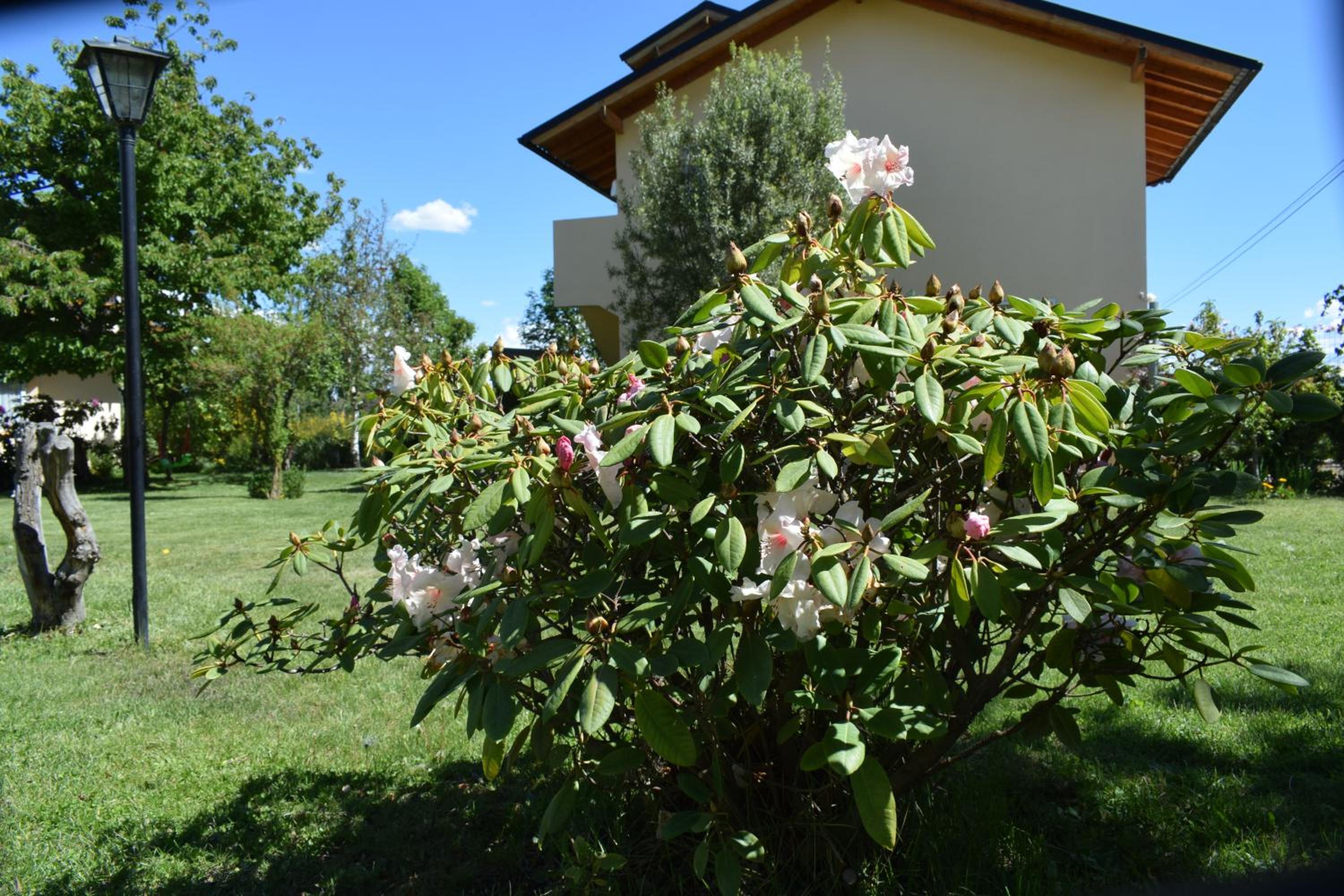 Montalto