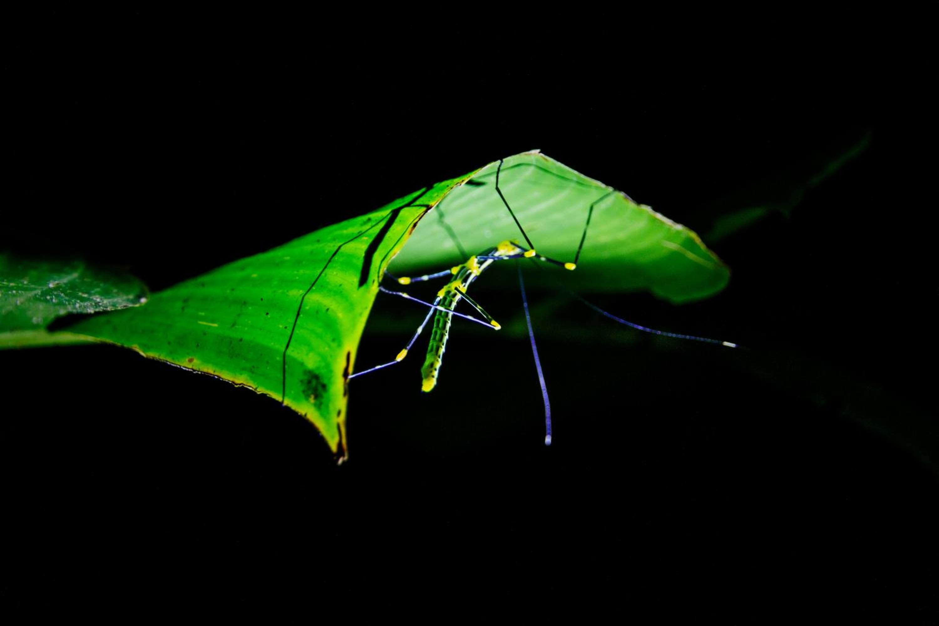 Kuyana Amazon Lodge