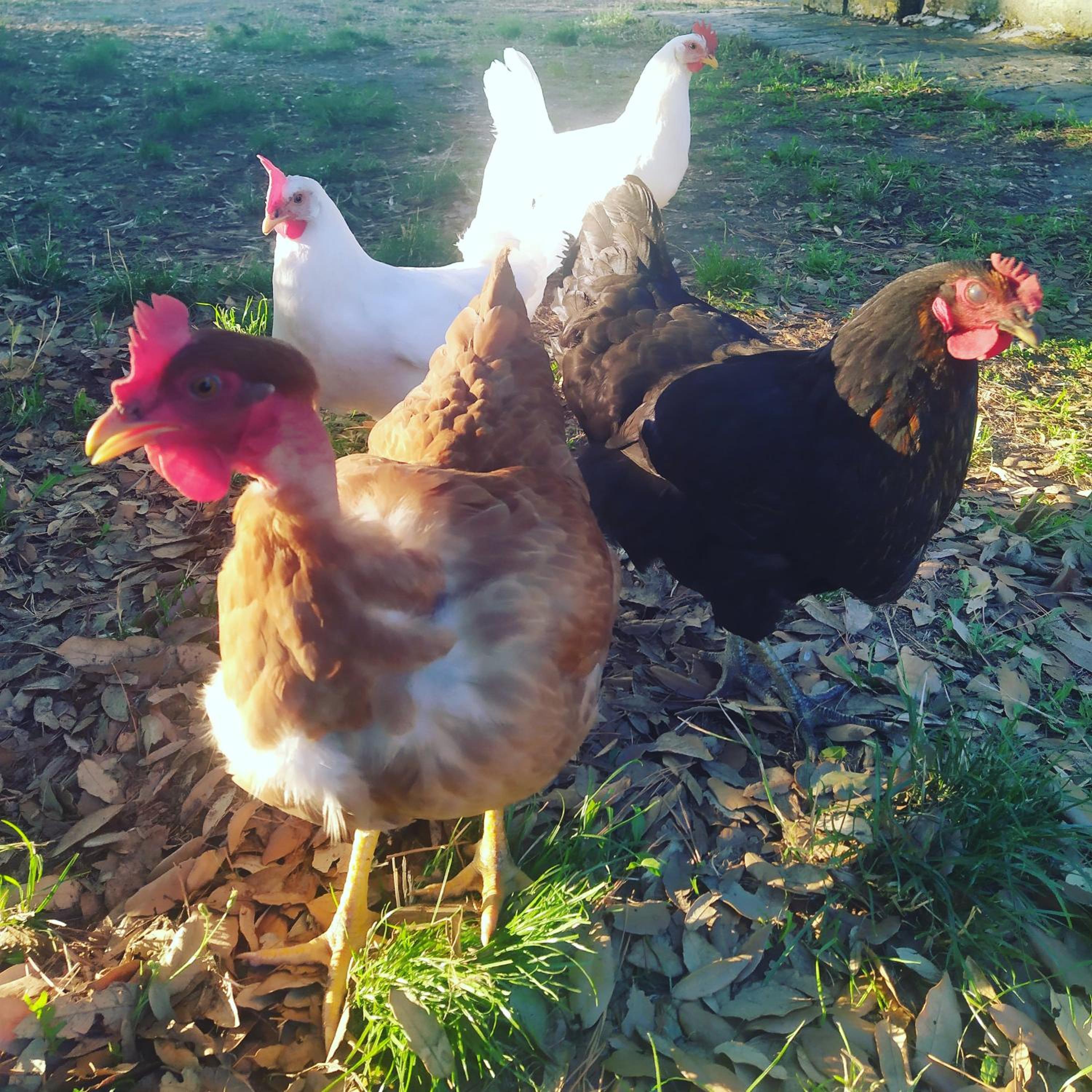 Agriturismo La Villetta view 4