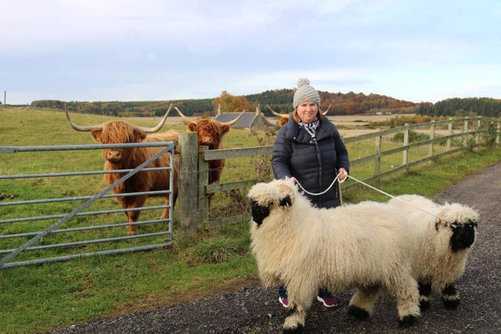 Glampods Glamping Pod - meet Highland Cows and Sheep Elgin view 3
