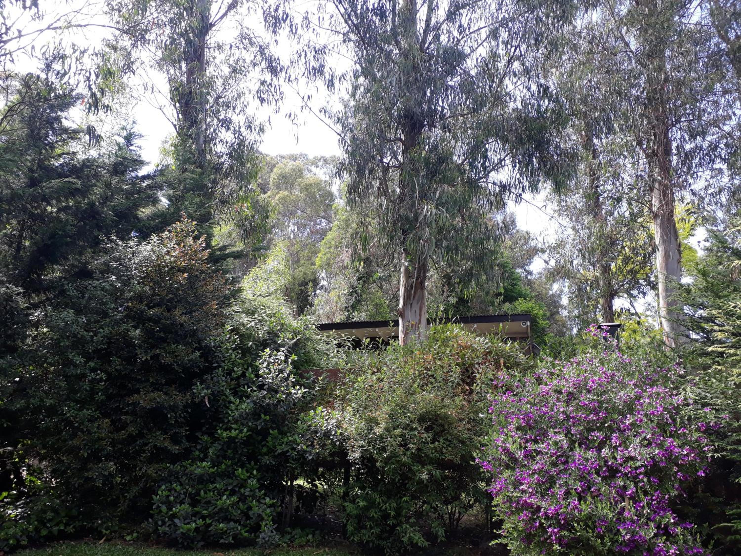 Las Cortaderas Bosque Peralta Ramos