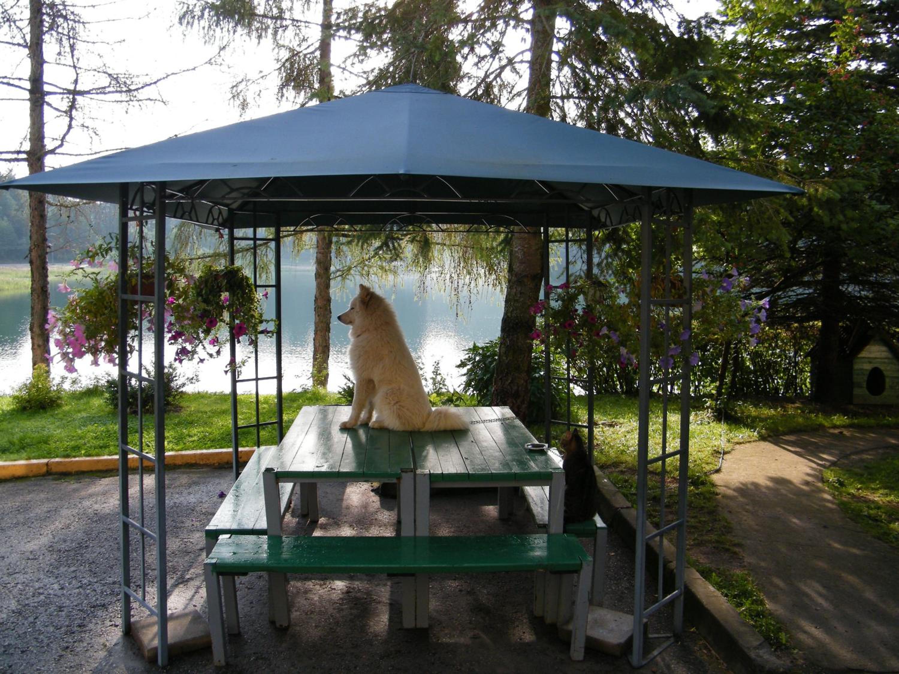 Photo 43