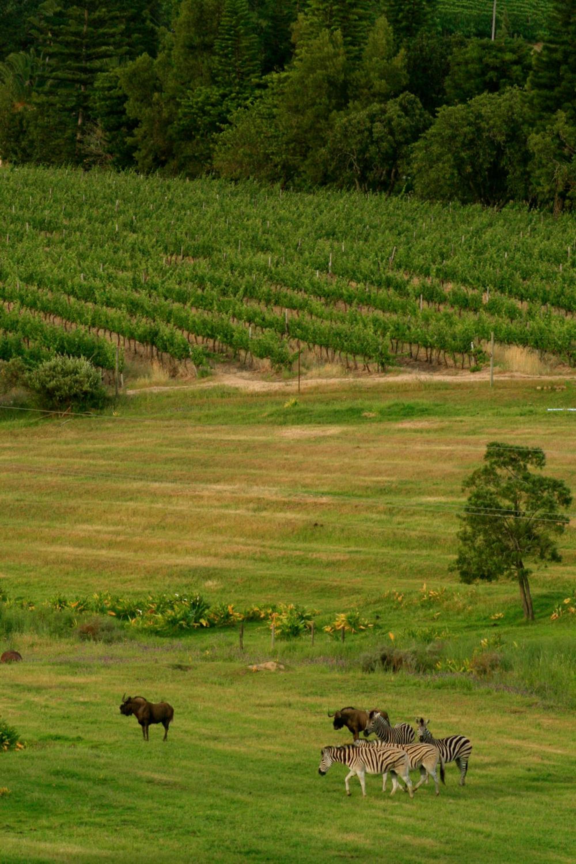 Wildlife Retreat on a Wine-Farm view 2