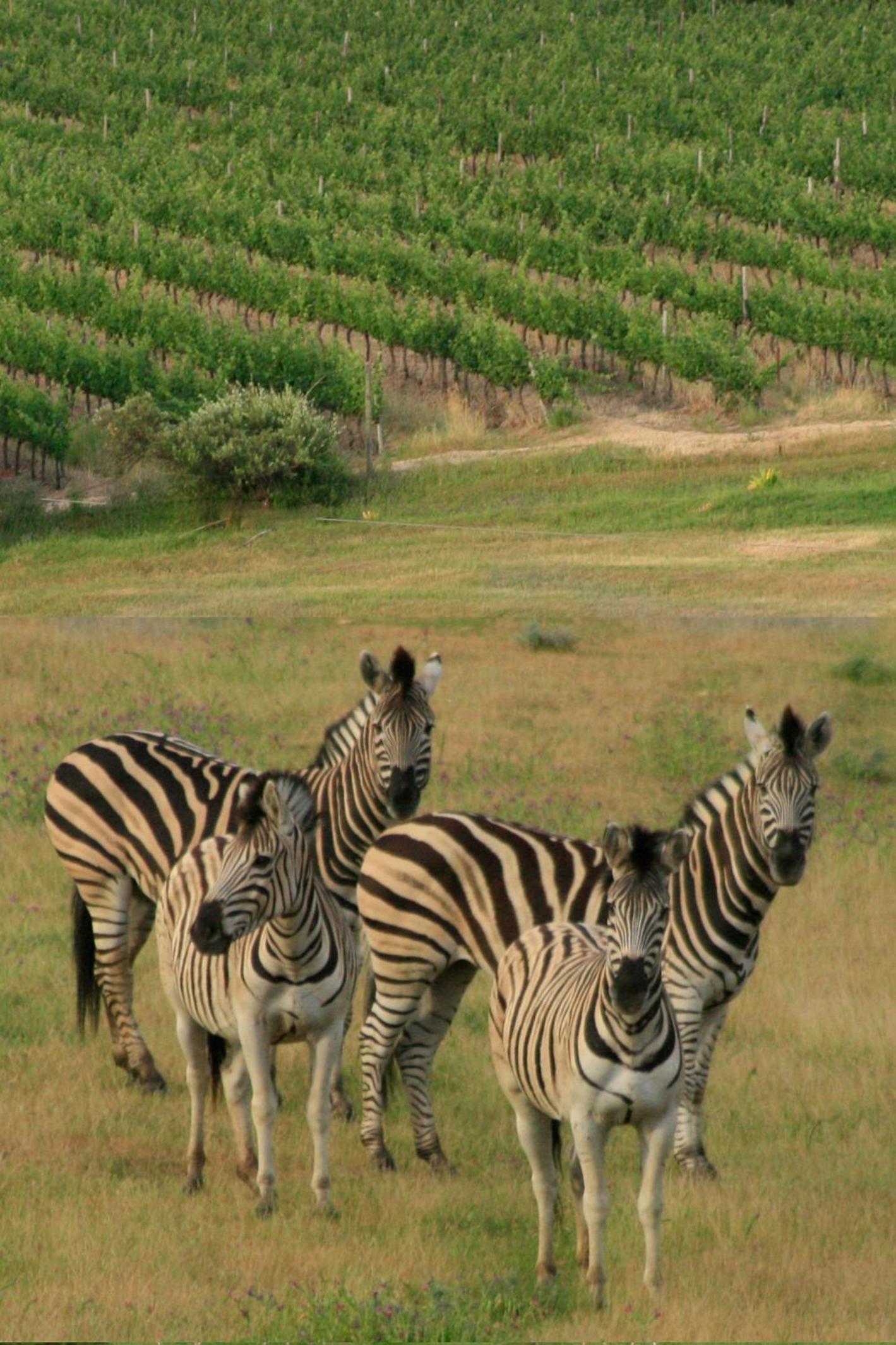 Wildlife Retreat on a Wine-Farm view 4