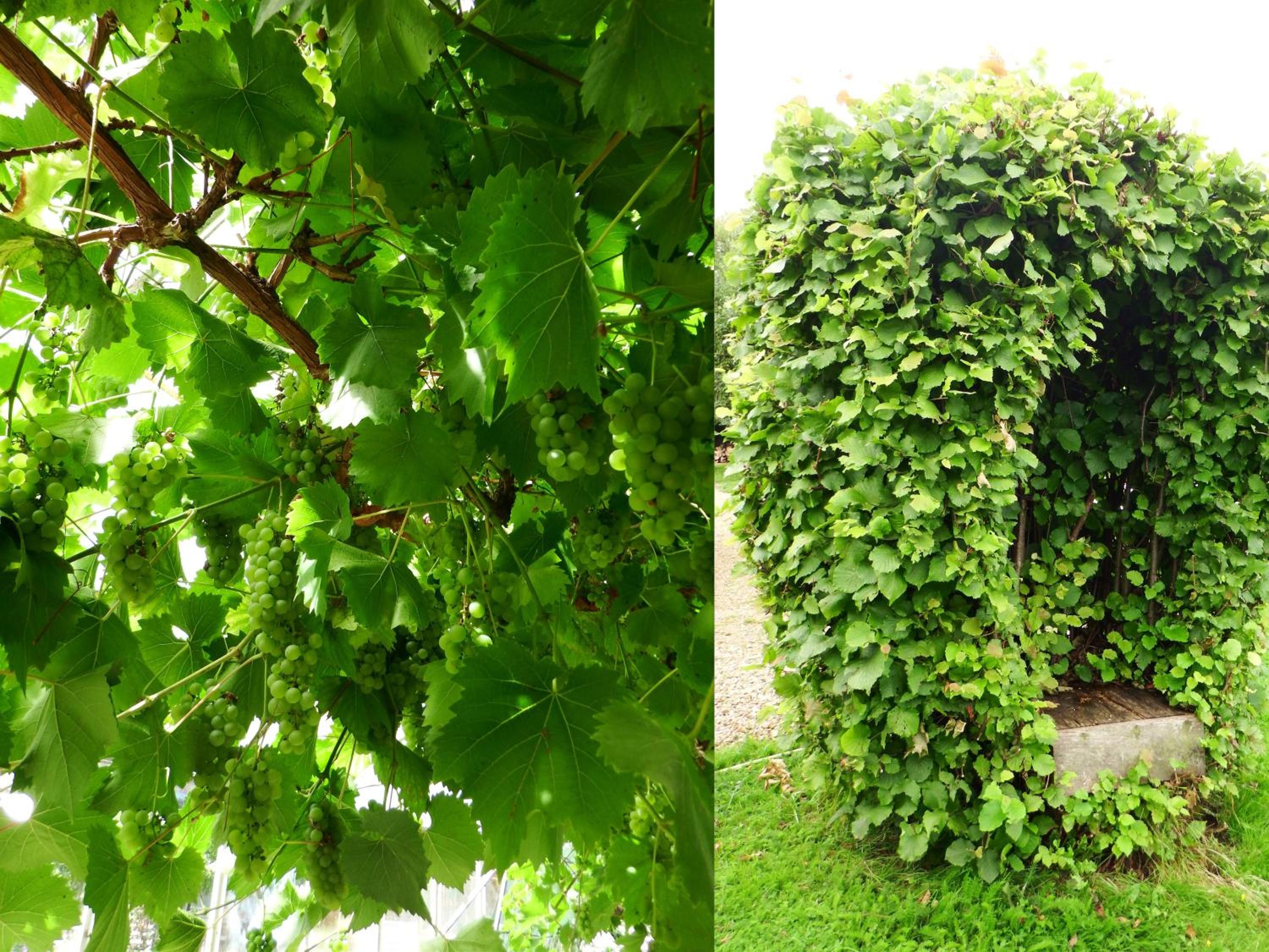 Kenilworth Garden Accomodation