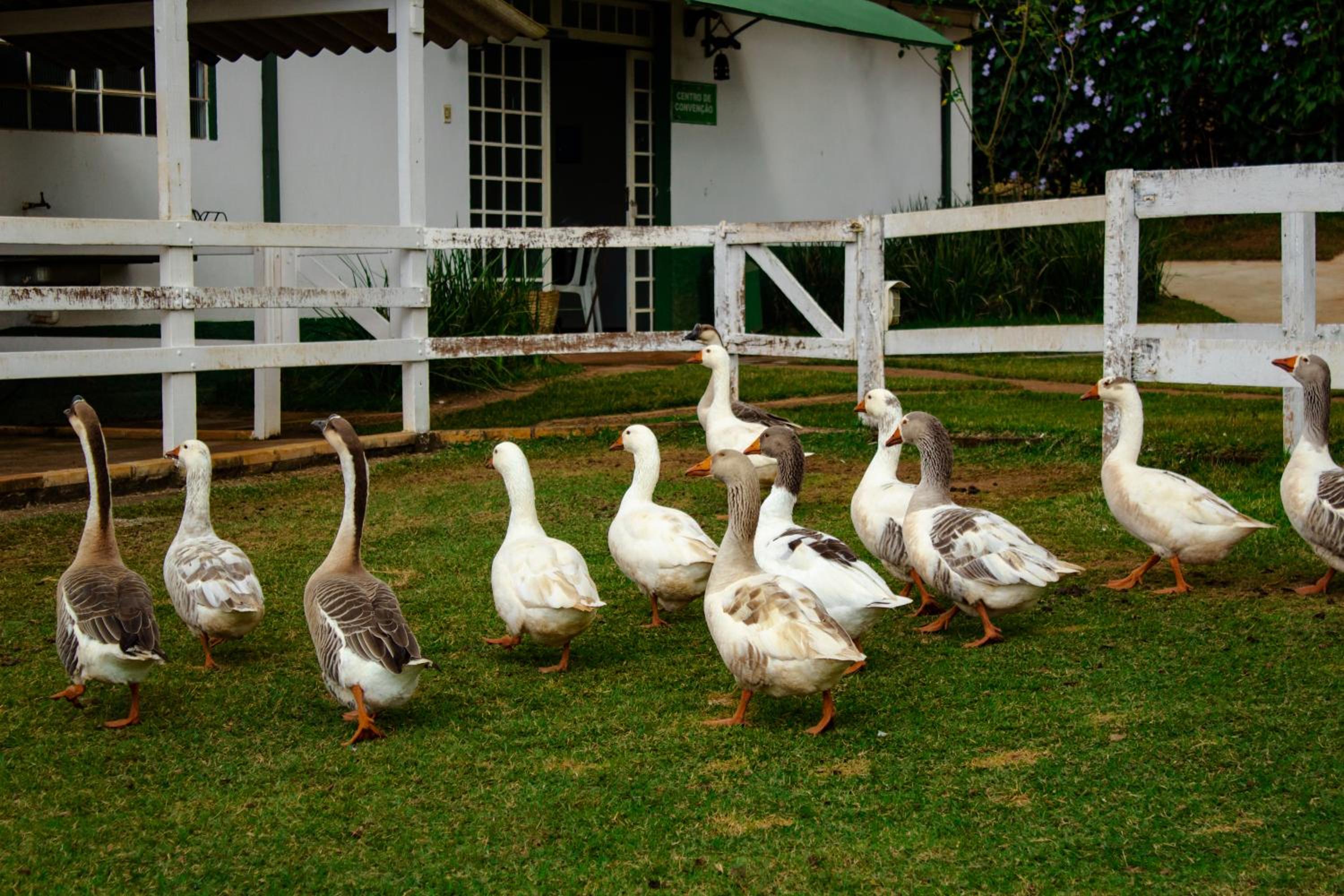 Hotel Fazenda Vale Amanhecer