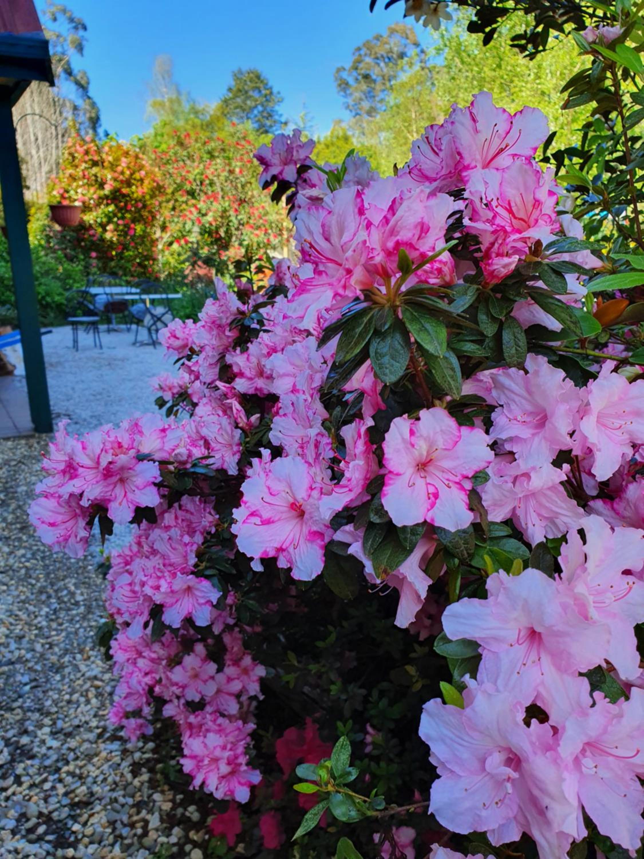 Oaktree Guest House