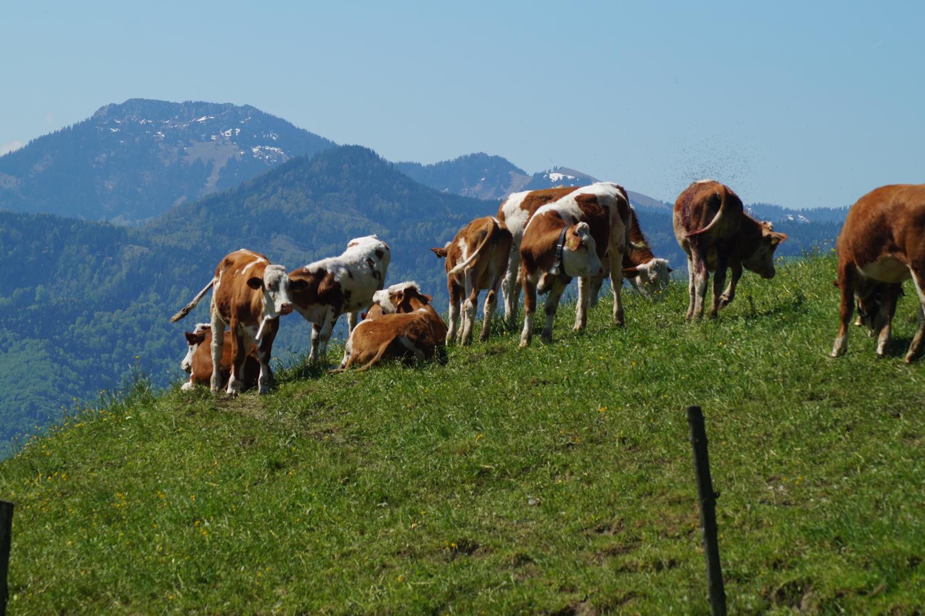 Schoberhof view 4