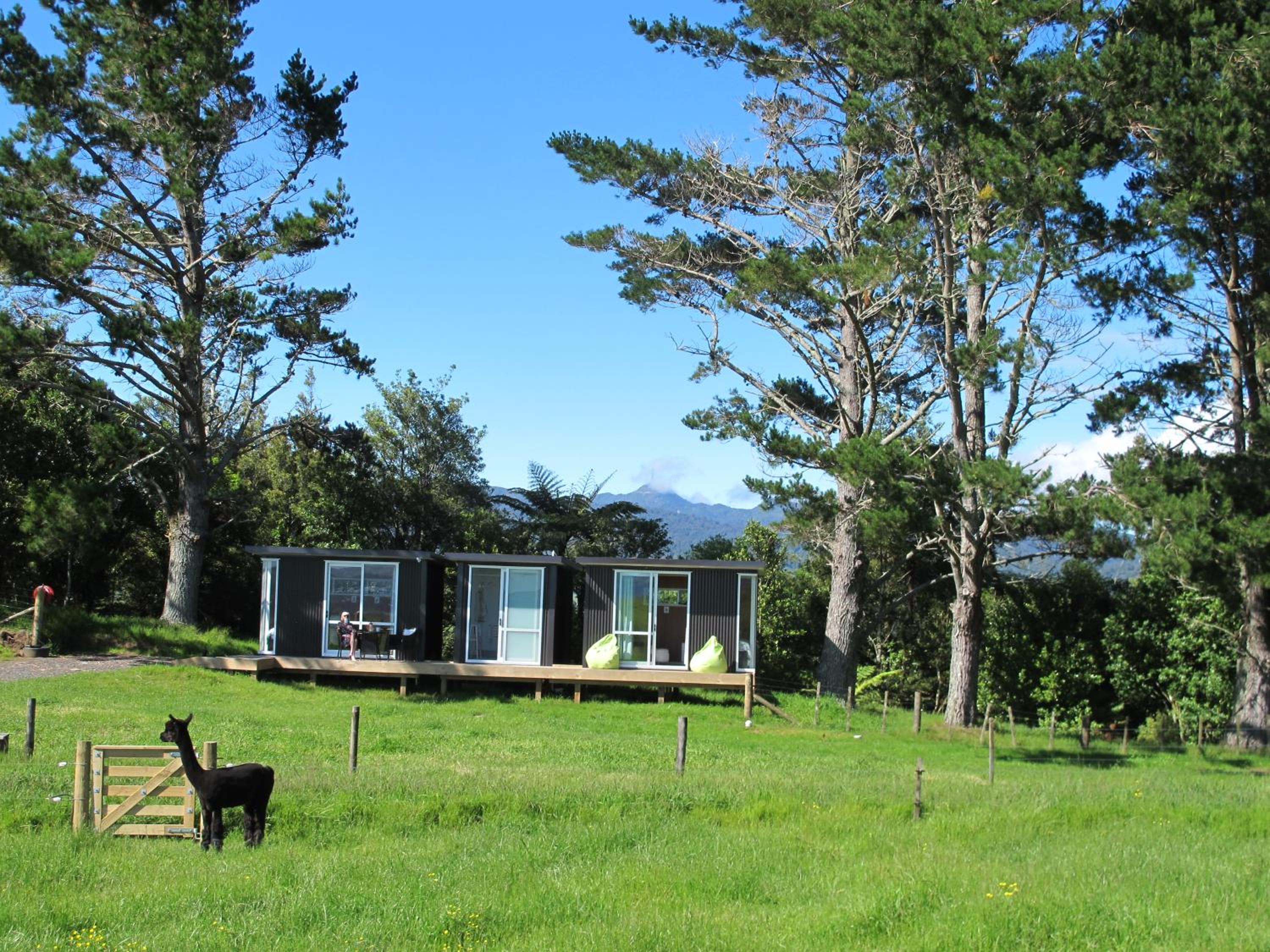 Waihi Gold Alpacas 3 or 4 people view 2