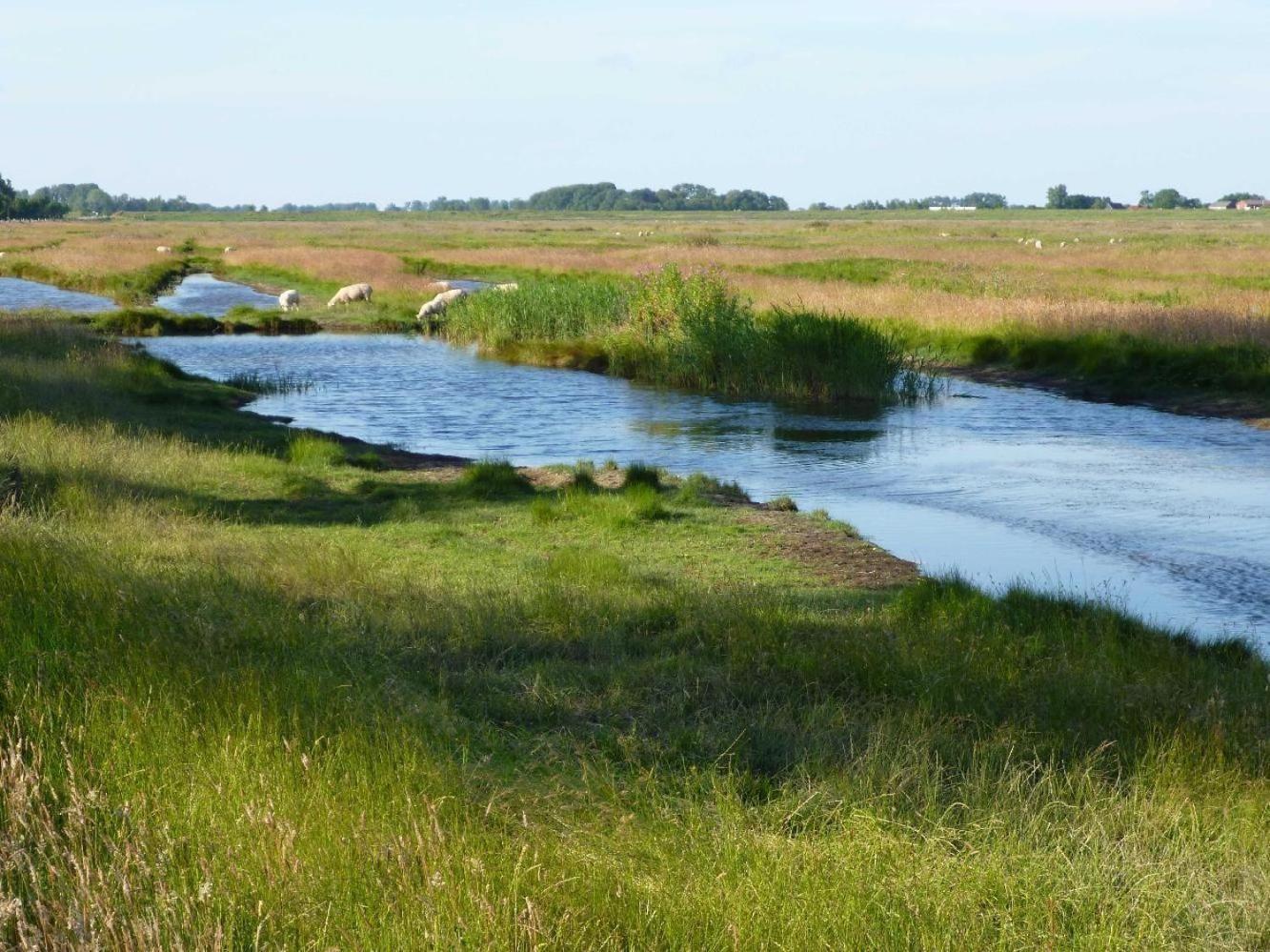 Graugans en Tönning