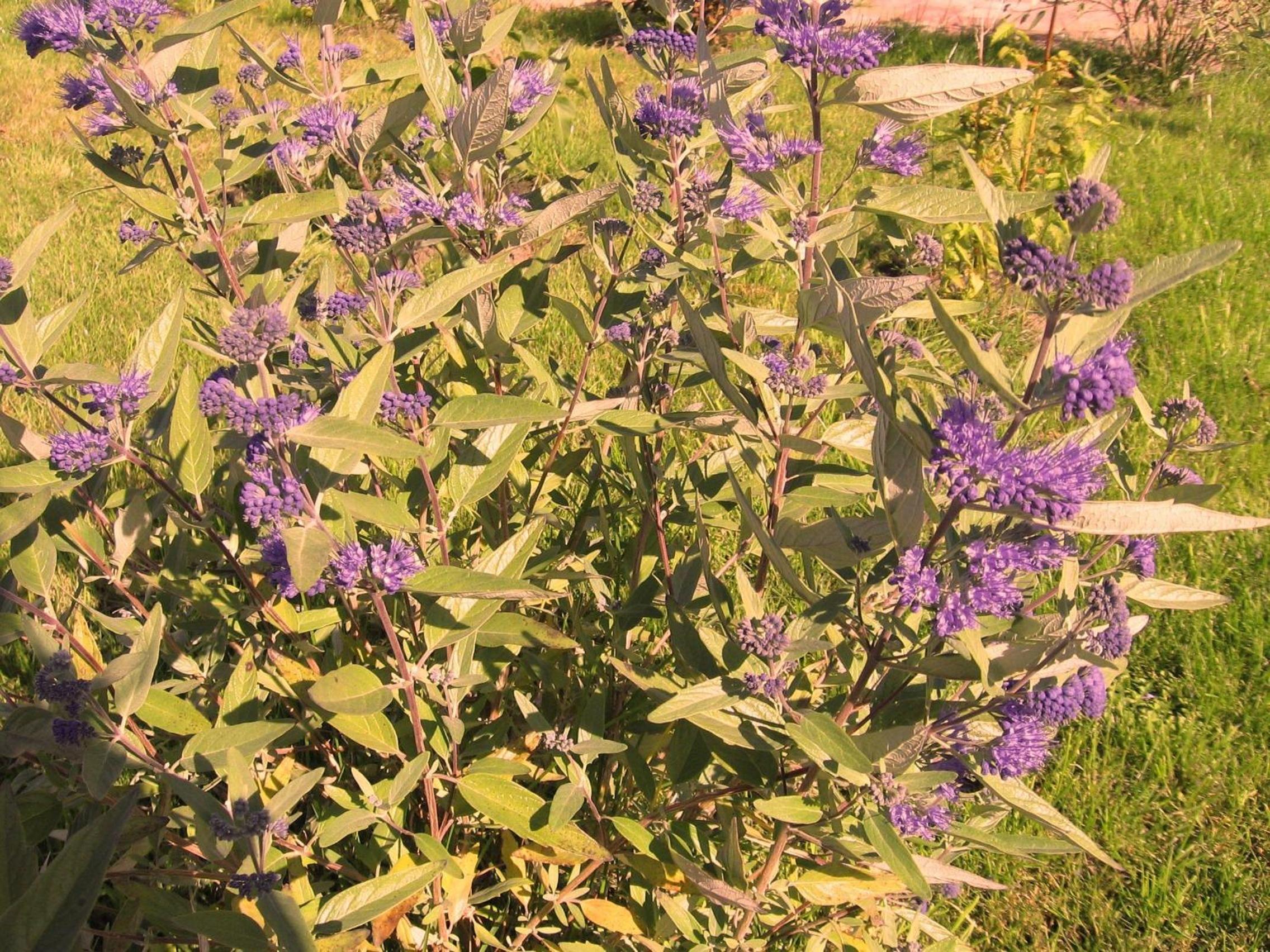 Photo 25