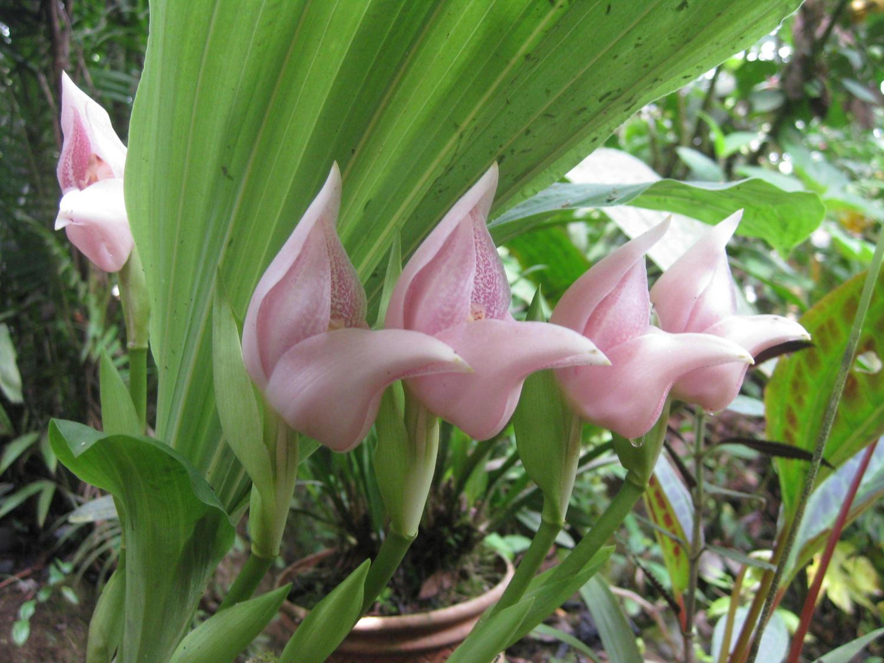 Cabañas Armonía y Jardín de Orquídeas