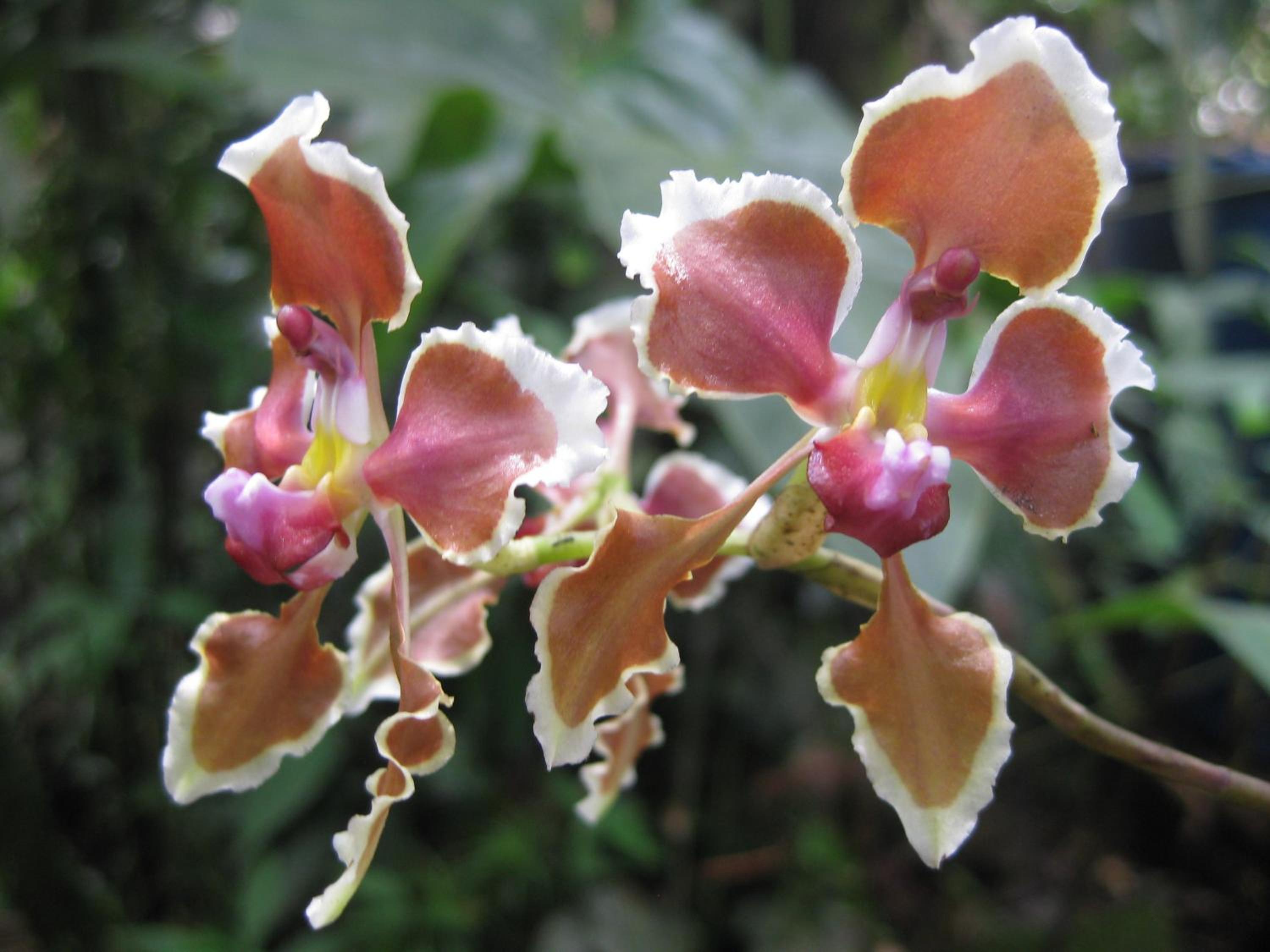Cabañas Armonía y Jardín de Orquídeas