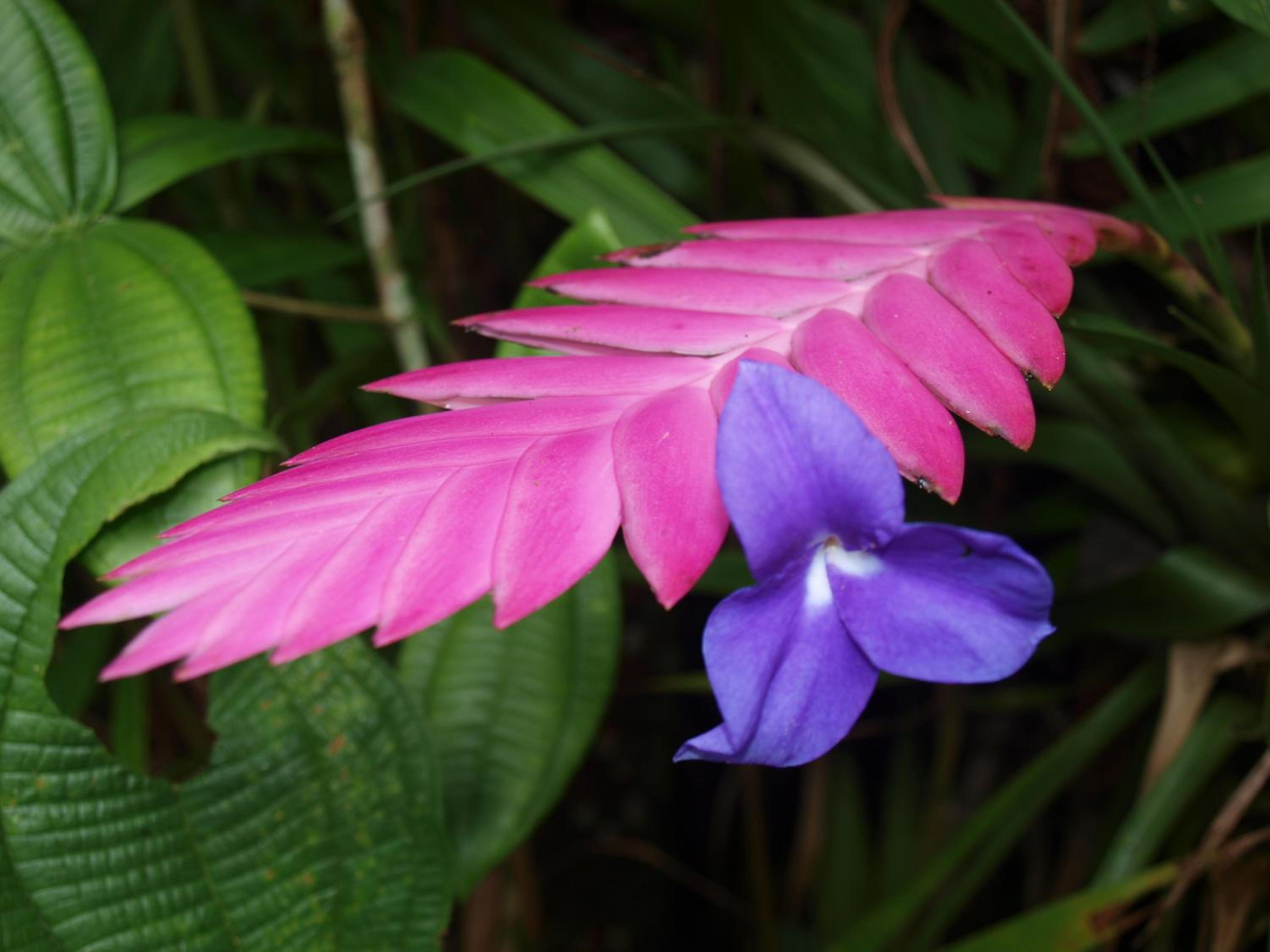 Cabañas Armonía y Jardín de Orquídeas
